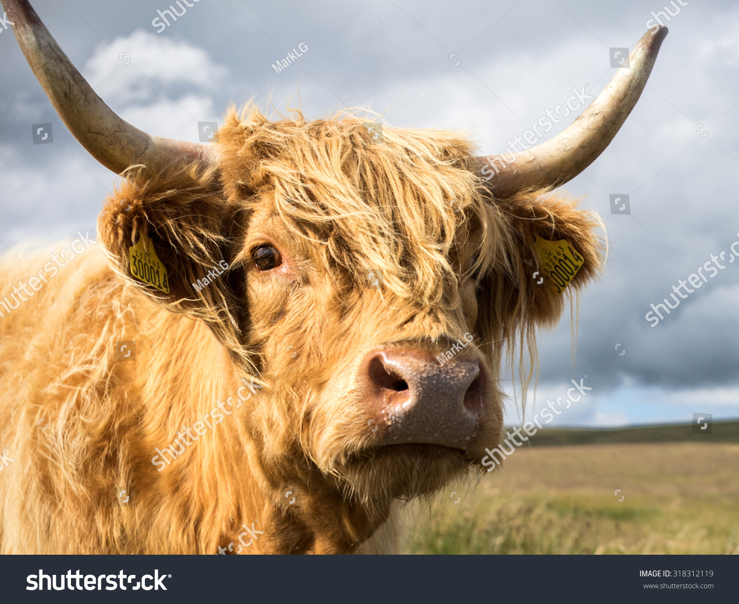 Highland Cow In Field In The Yorkshire Dales. Stock Photo 318312119 ...