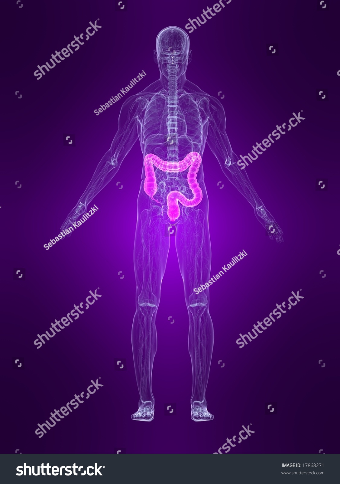 Highlighted Colon Stock Illustration 17868271 | Shutterstock