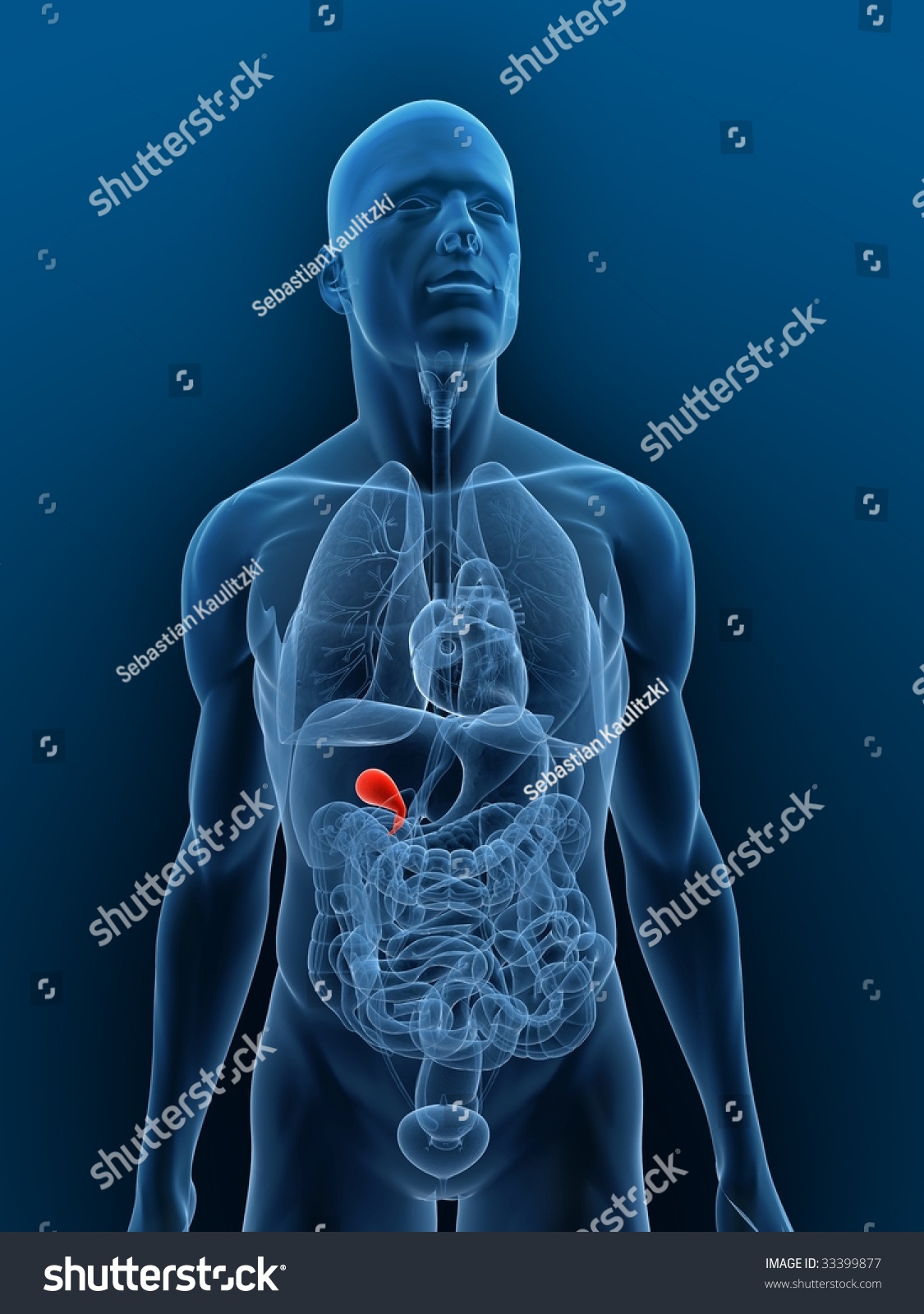 Highlighted Gallbladder Stock Photo 33399877 : Shutterstock