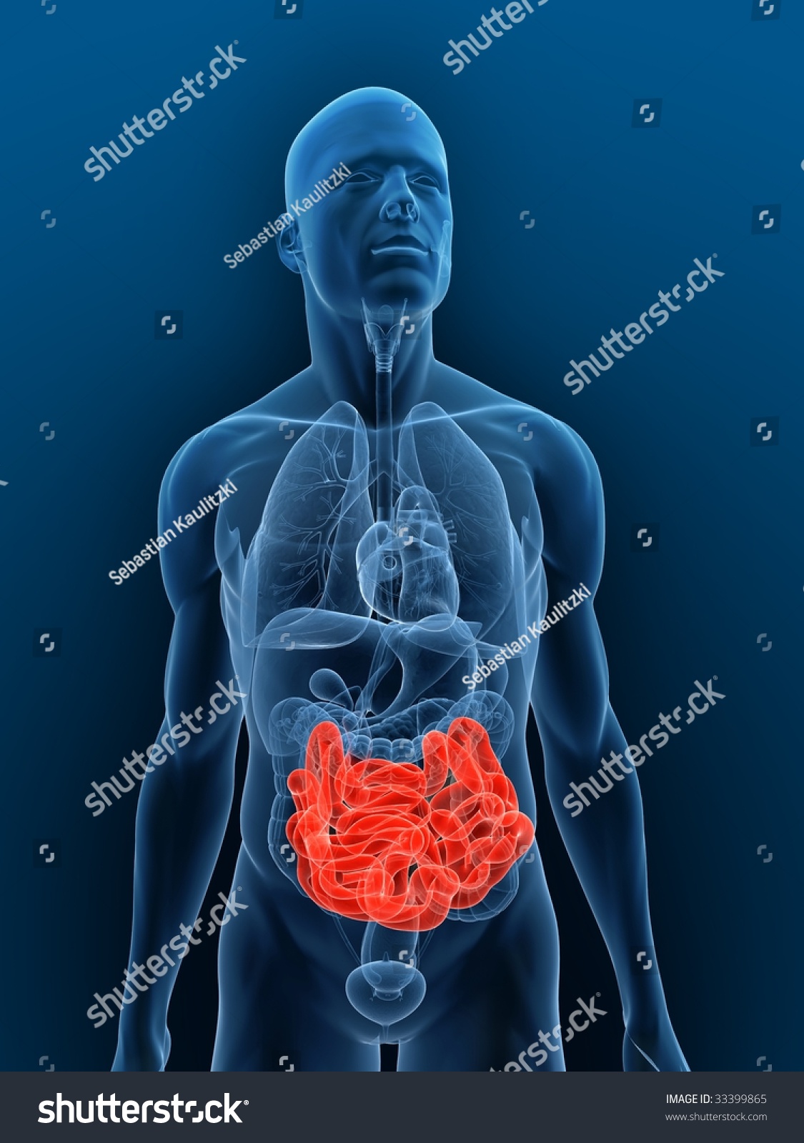 Highlighted Small Intestine Stock Photo 33399865 : Shutterstock