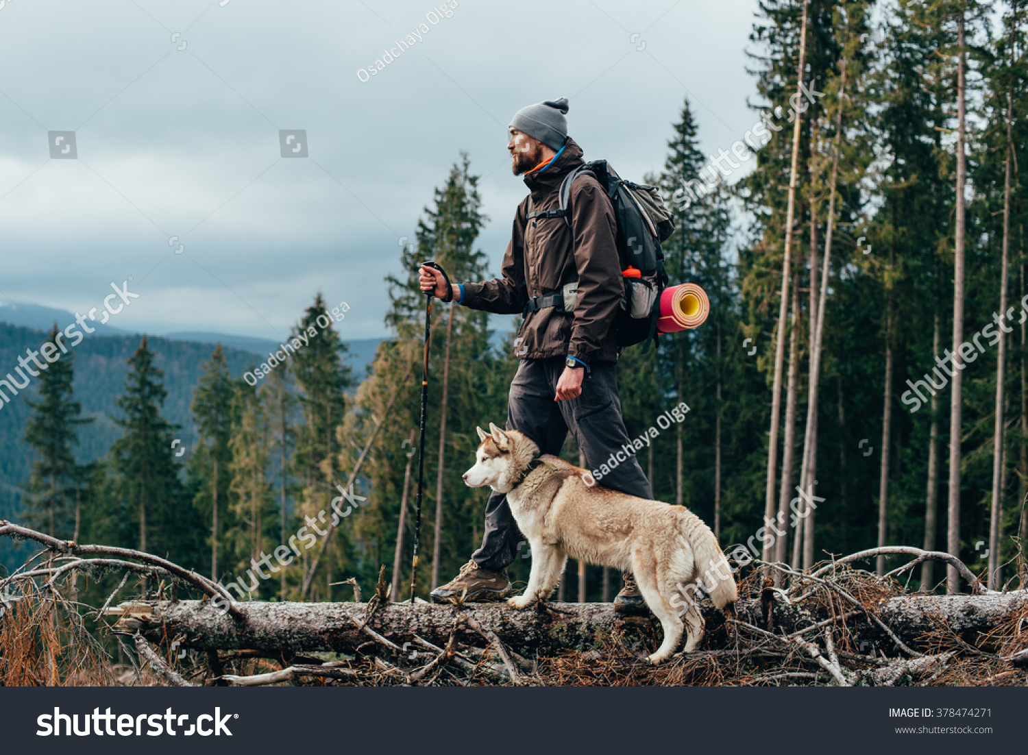 siberian husky hiking