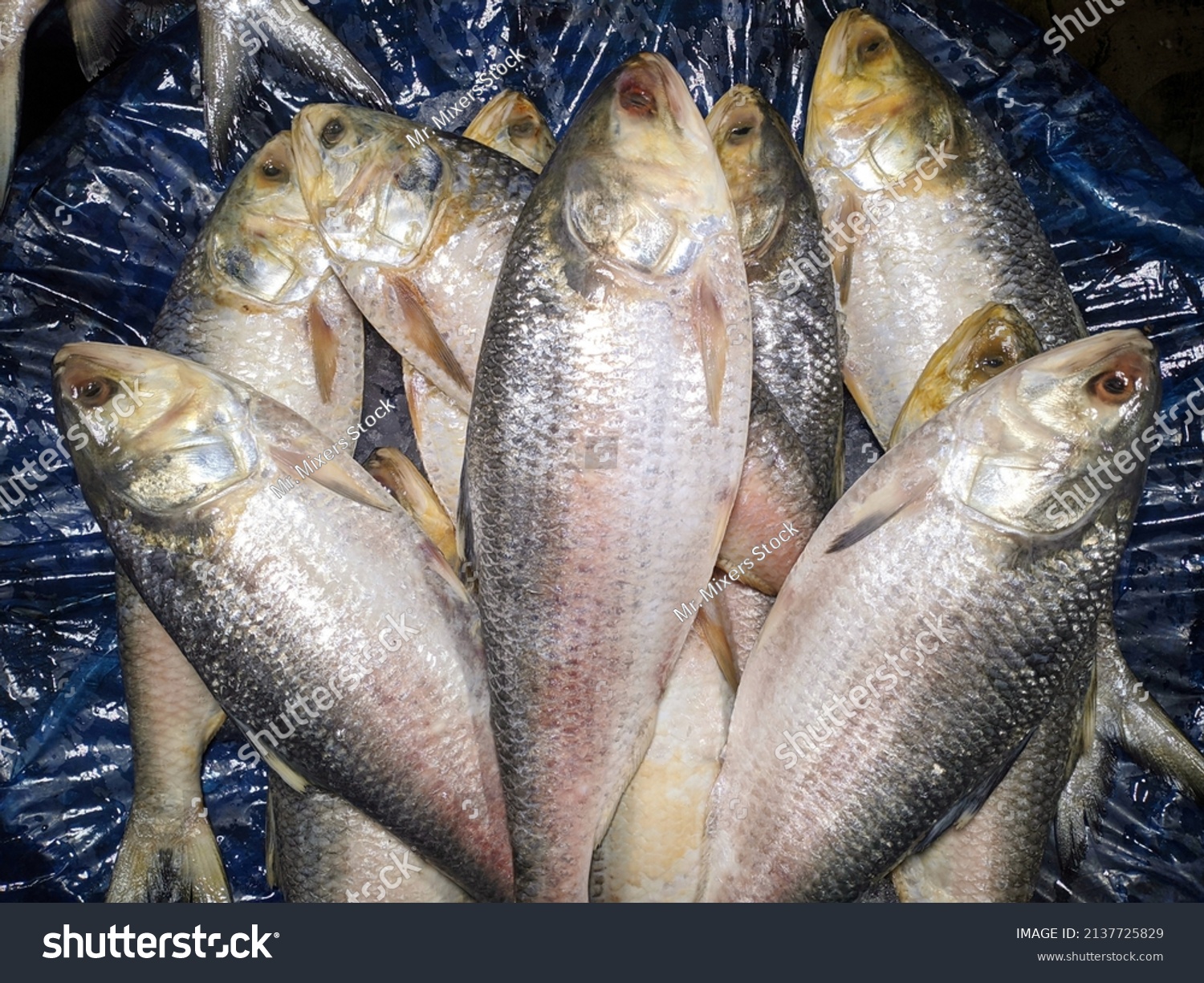 Hilsa Fishes Bangladesh Fish Market Called Stock Photo 2137725829 ...