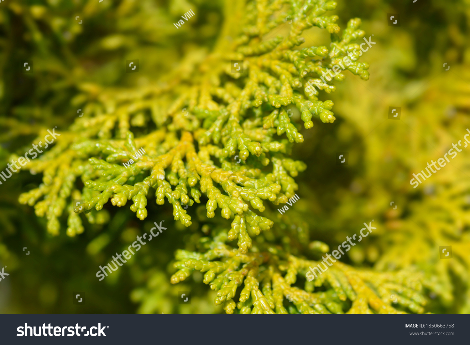 Hinoki Cypress Nana Gracils Latin Name Stock Photo (Edit Now) 1850663758