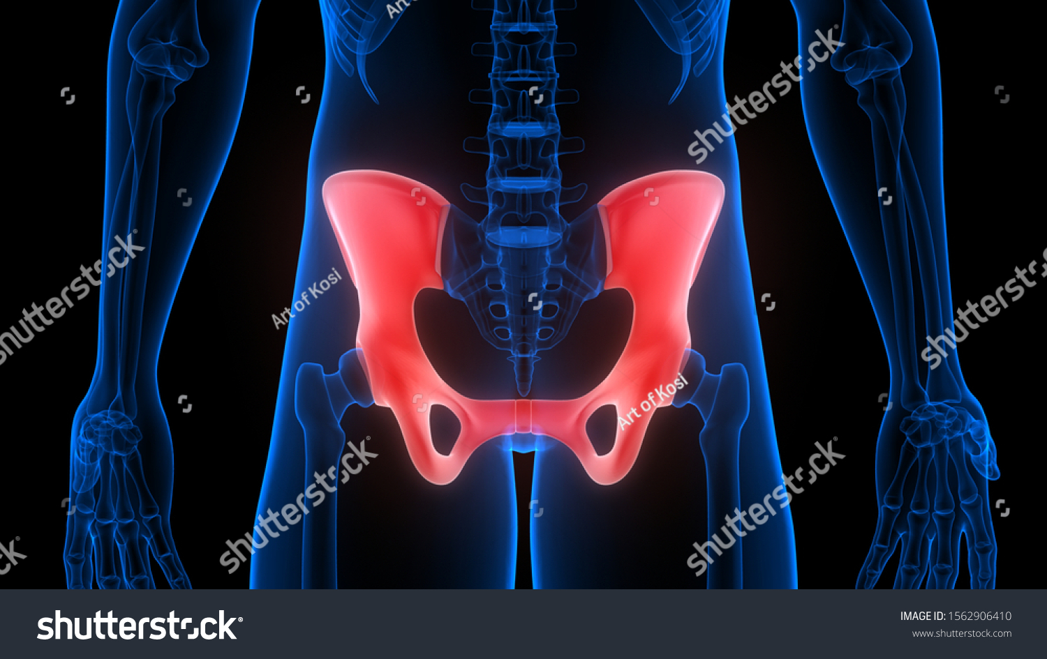 Hip Bone Joints Human Skeleton System 库存插图 1562906410 Shutterstock