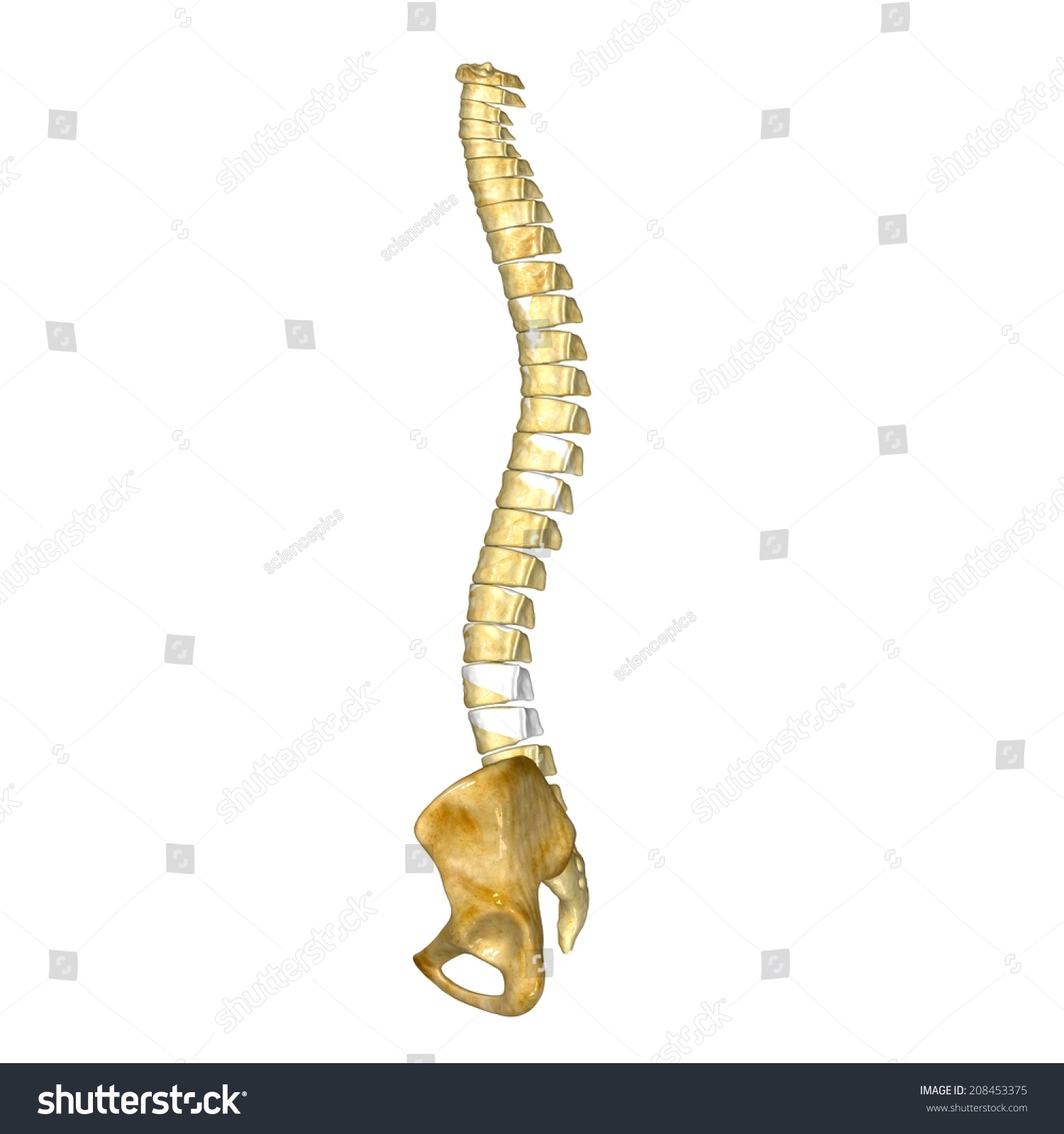 Hip With Back Bone Stock Photo 208453375 : Shutterstock