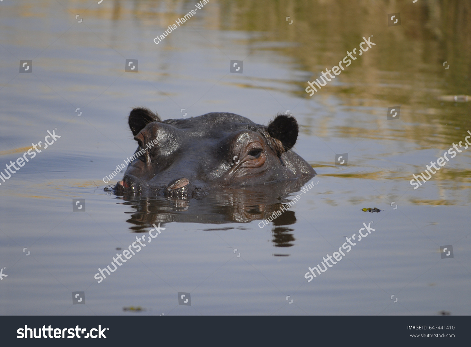 Shemale femdom pics Midget hippo thialand
