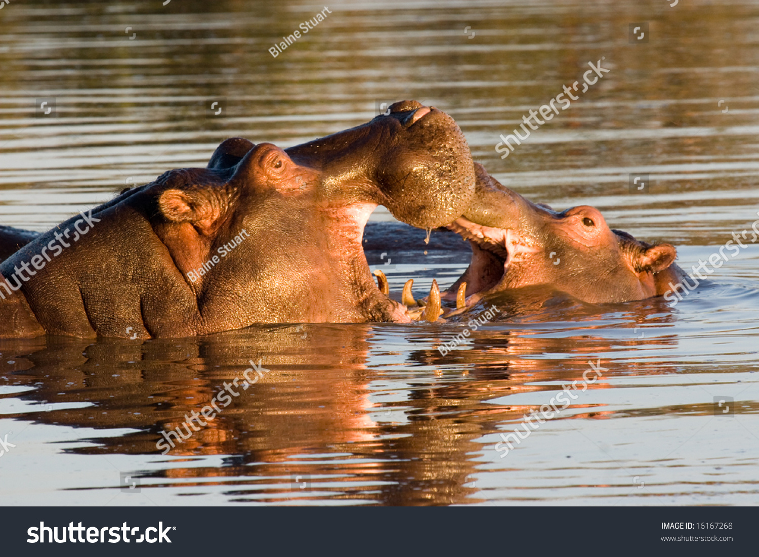 Hippos Fighting (Hippopotamus Amphibius) Stock Photo 16167268 ...