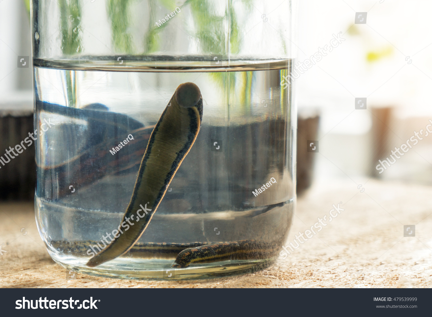 Hirudotherapy Medical Leech Stock Photo 479539999 - Shutterstock