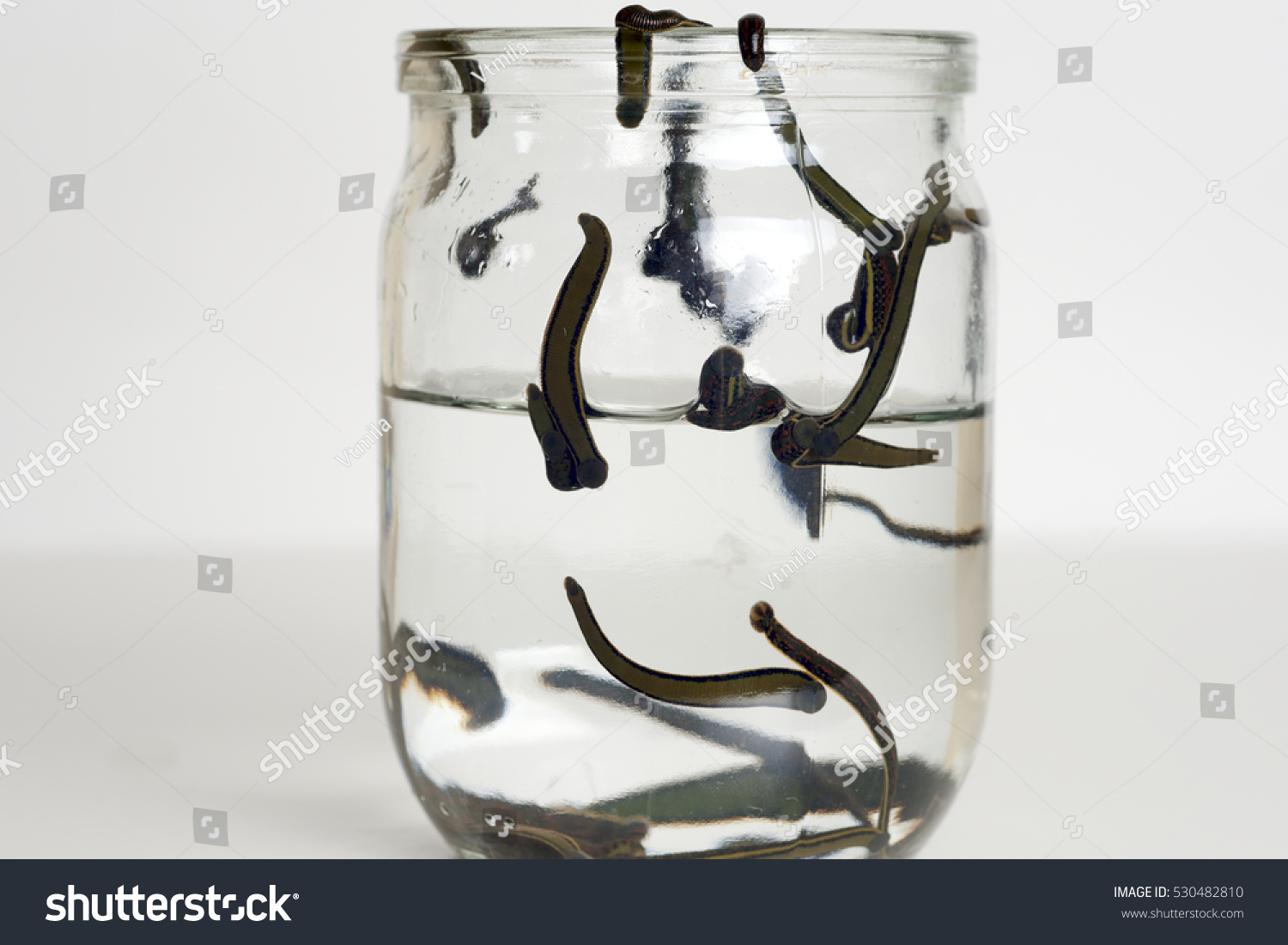 Hirudotherapy Medical Leeches Water Before Therapy Stock Photo (Edit ...