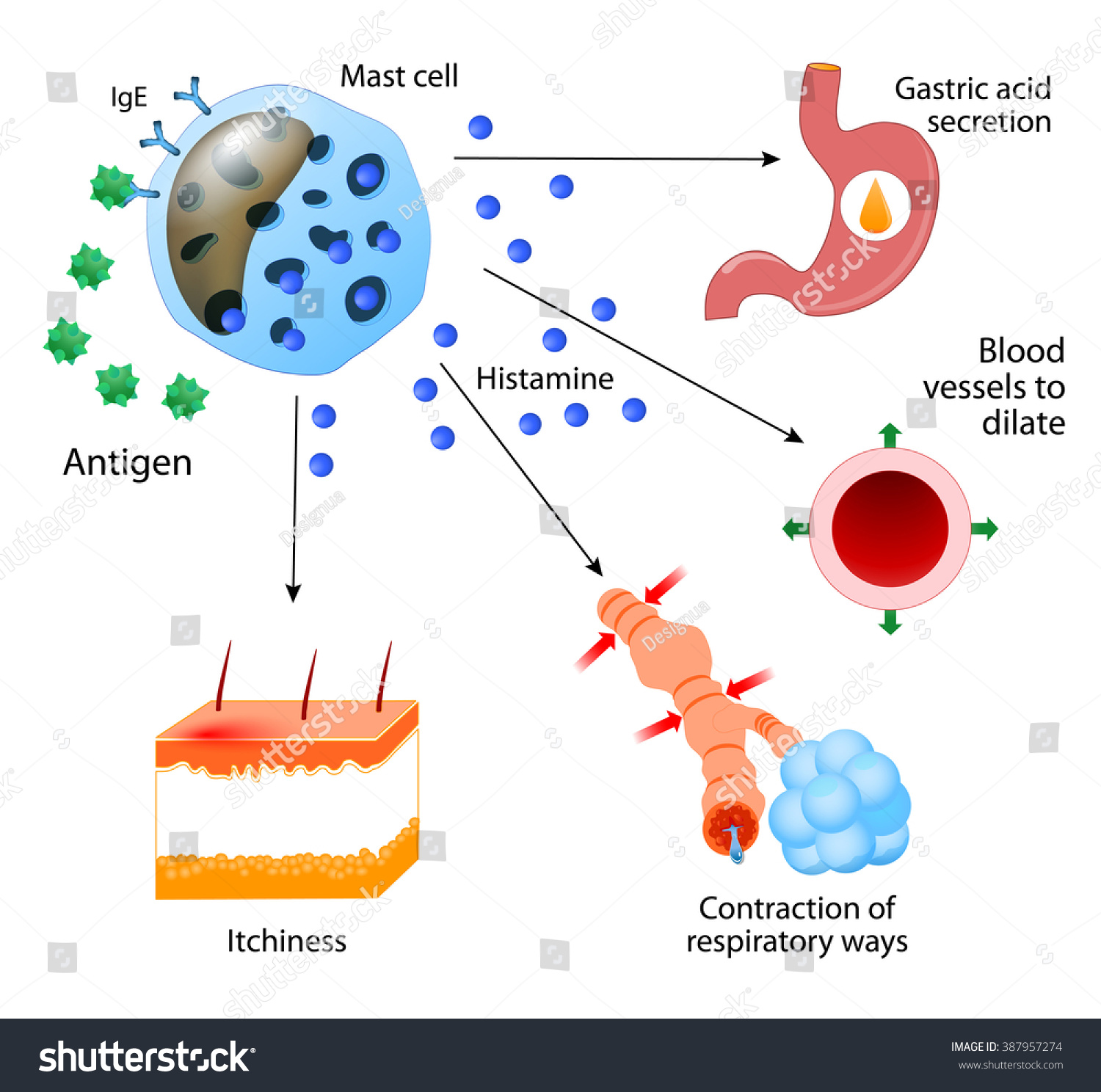 Histamine Local Immune Responses Allergic Reaction Stock Illustration