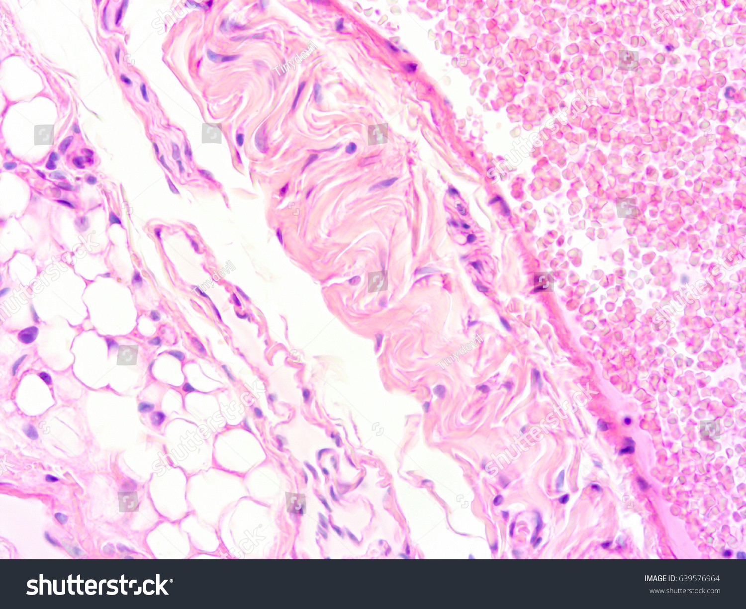 Histology Muscle and Connective Tissue