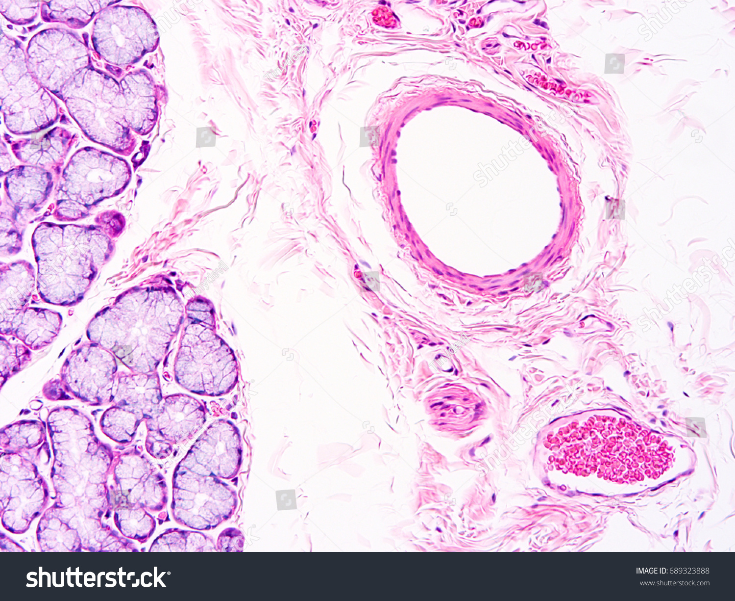 Histology Human Salivary Gland Tissue Show Stock Photo Edit Now