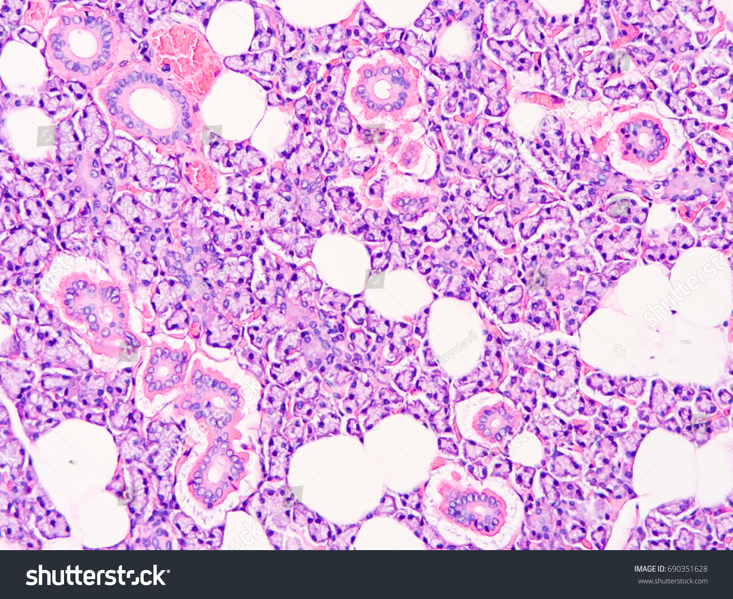 Histology Human Salivary Gland Tissue Show: Foto De Stock (editar Ahora 