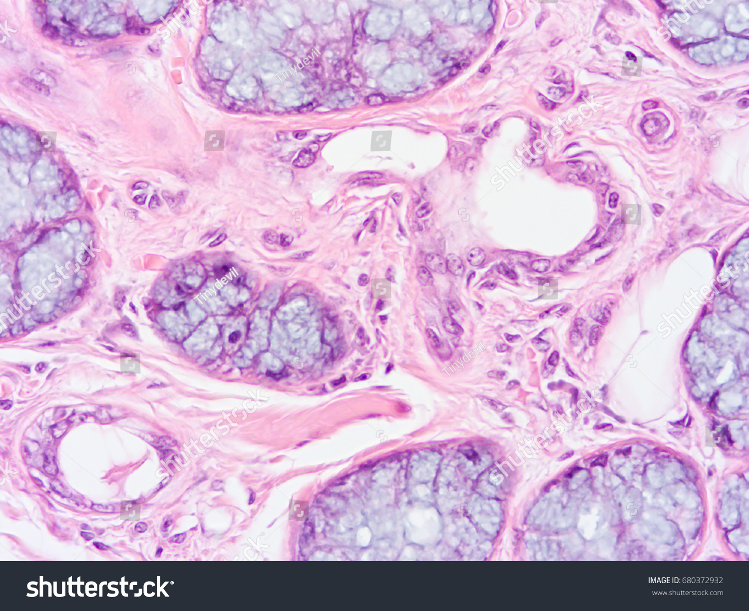 Histology Human Salivary Gland Tissue Show Stock Photo Edit Now