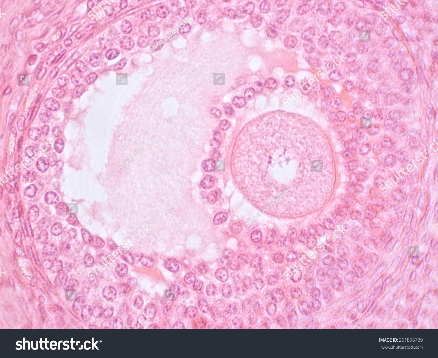 Histology Ovarytertiary Follicle Stock Fotografie 251898739 Shutterstock 8314