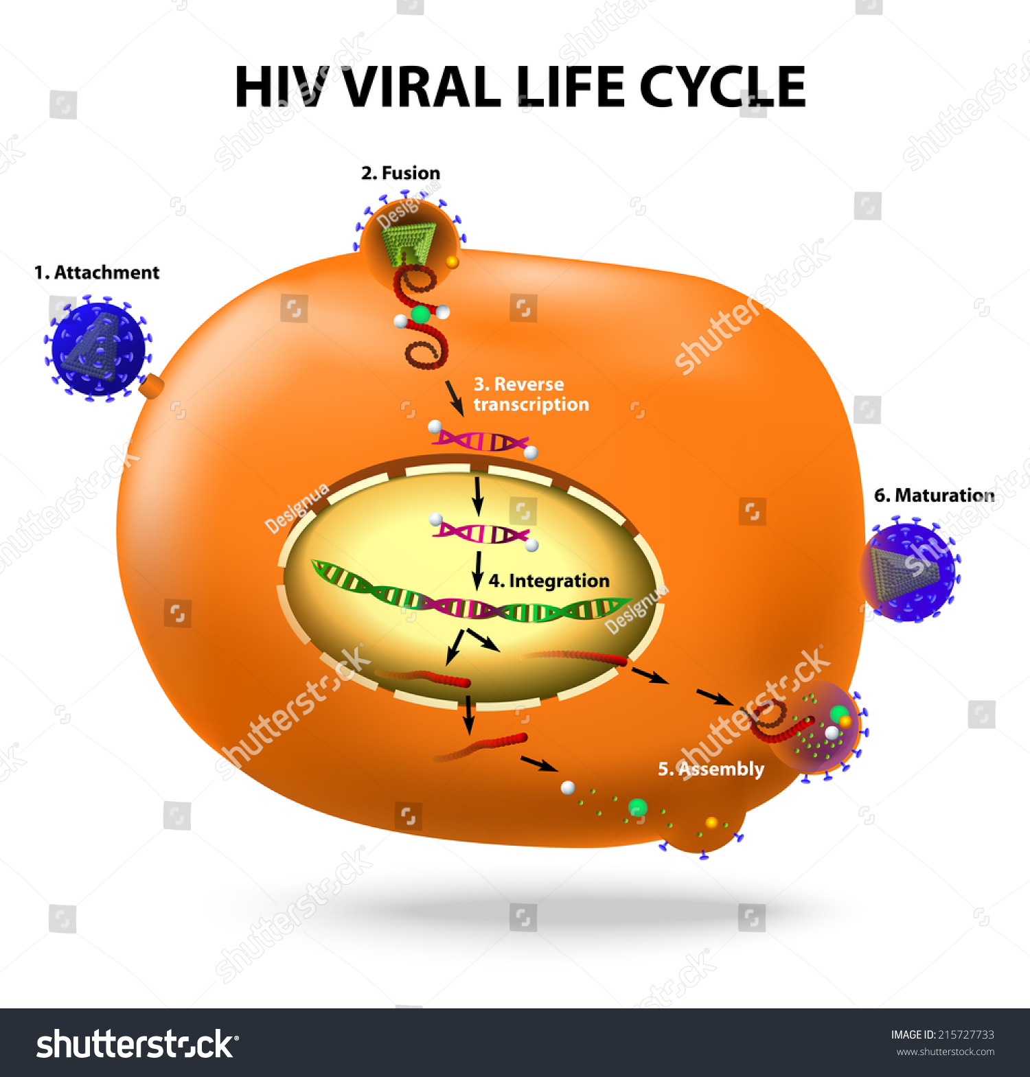 Hiv Replication Cycle Stock Photo 215727733 : Shutterstock