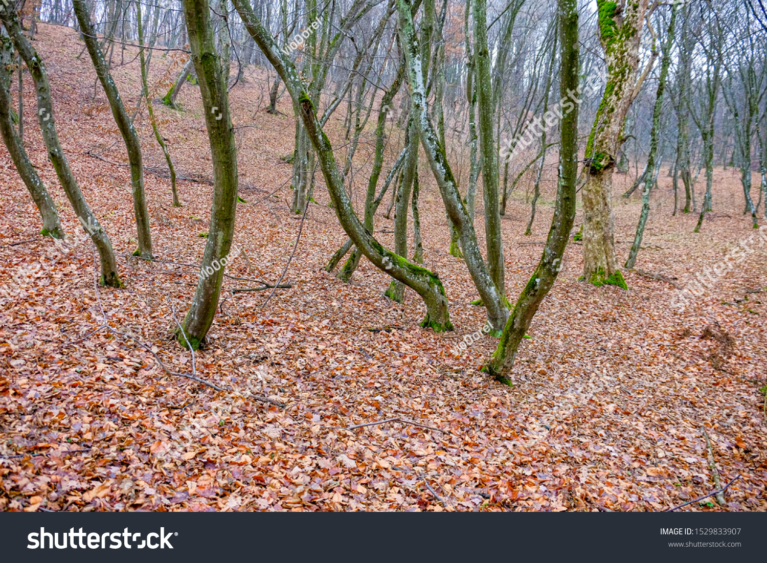 Hoia Baciu Forest World Most Haunted Stock Photo Edit Now