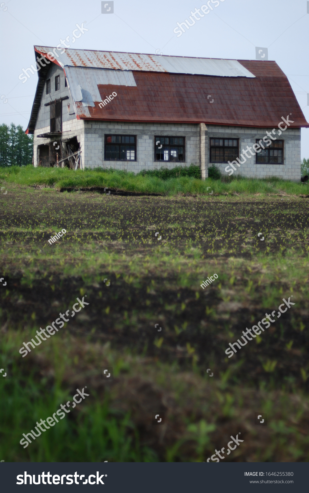 Hokkaidojapanforgotten Cattle Barn Cattle Barn Fell Stock Photo