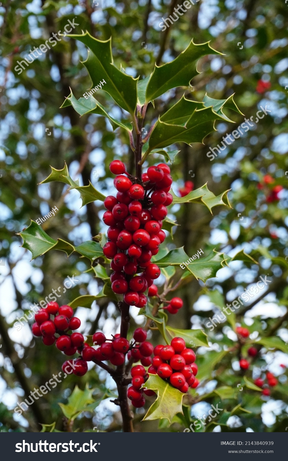 holly-tree-2-5m-medium-trunk-event-prop-hire