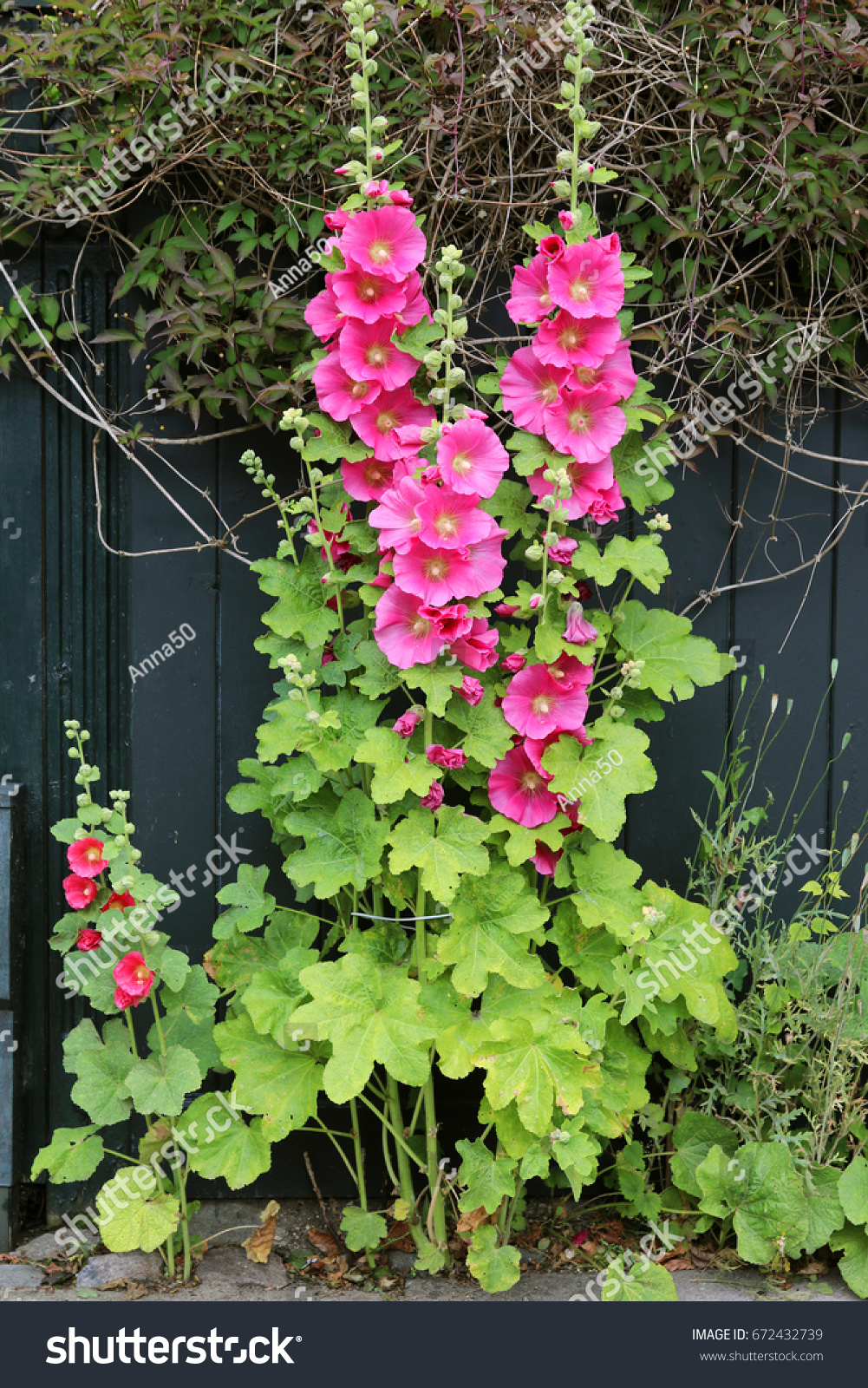 Flowers mallow - decorative plant in your country house Flowers mallow - decorative plant in your country house