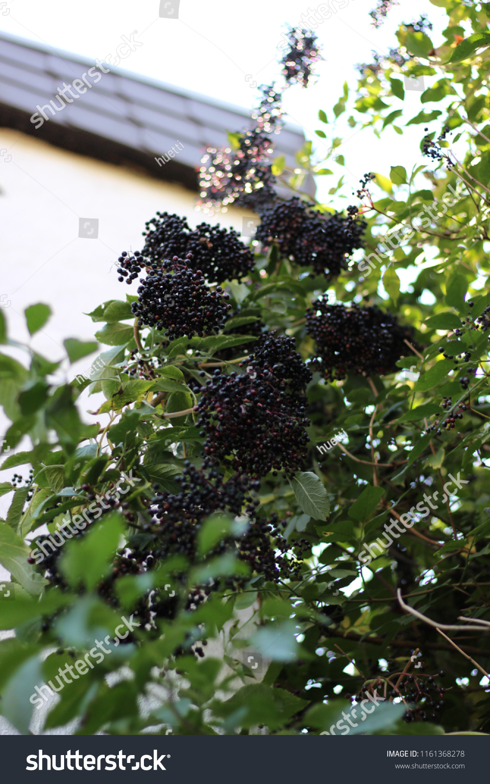 Holunder Berry Tree Nature Stock Image 1161368278