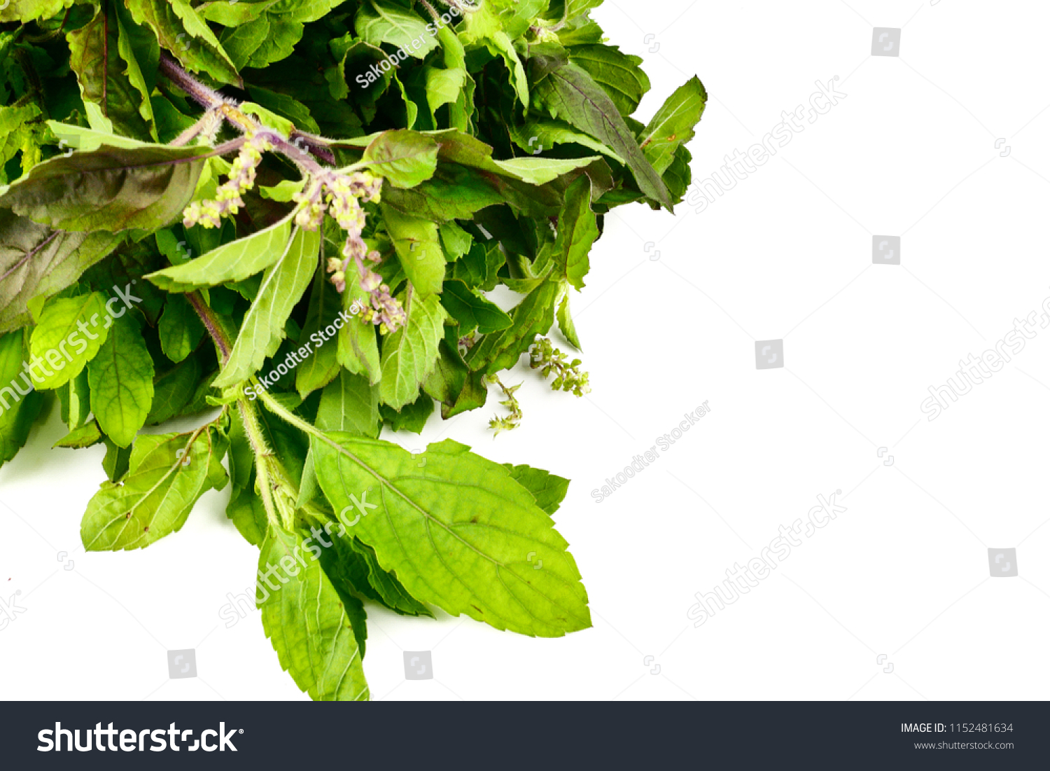 Holy Basil Ocimum Sanctum Ocimum Tenuiflorum Stock Photo 1152481634 