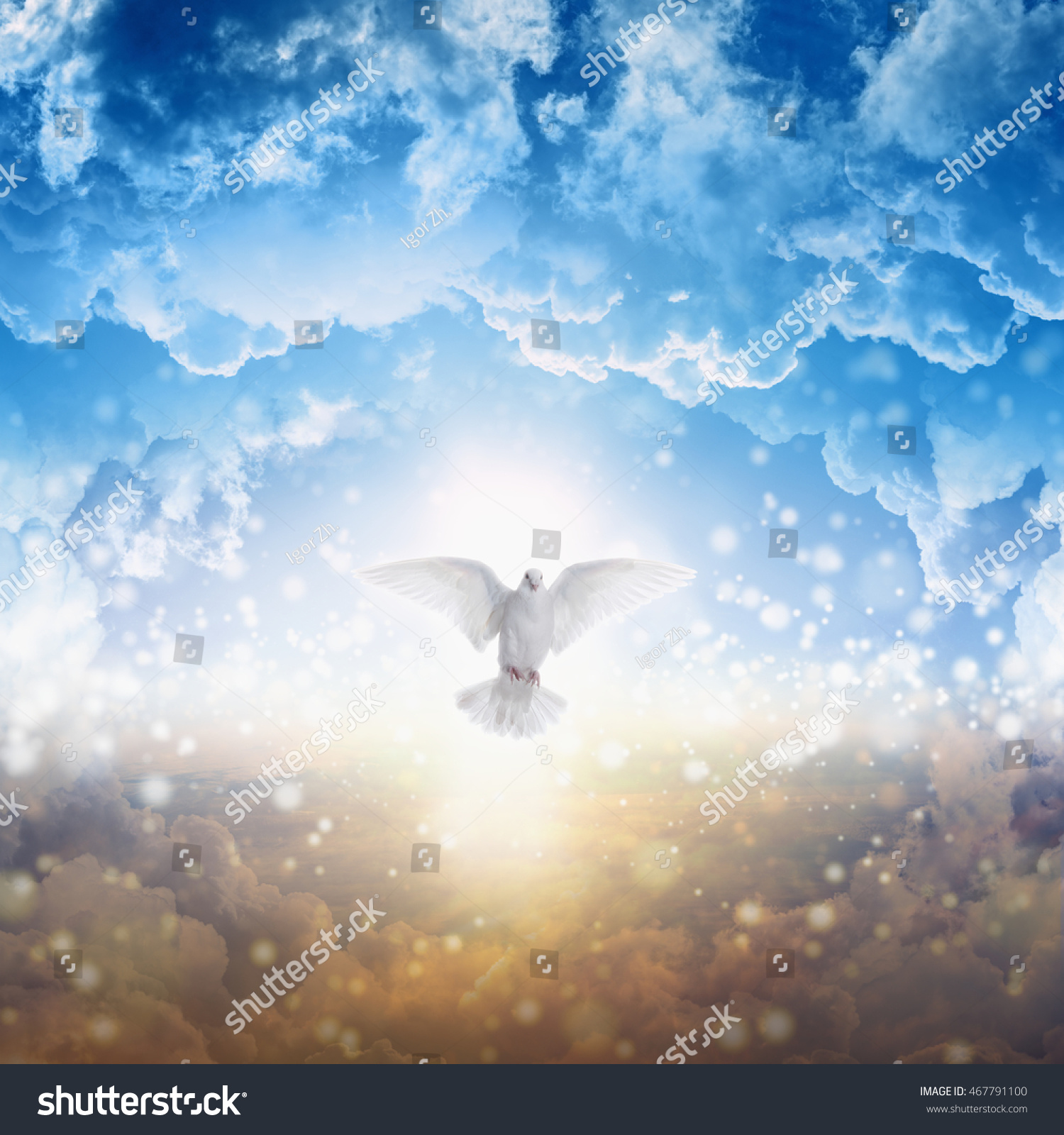 Holy Spirit Bird Flies Skies Bright Stock Photo (Edit Now) 467791100