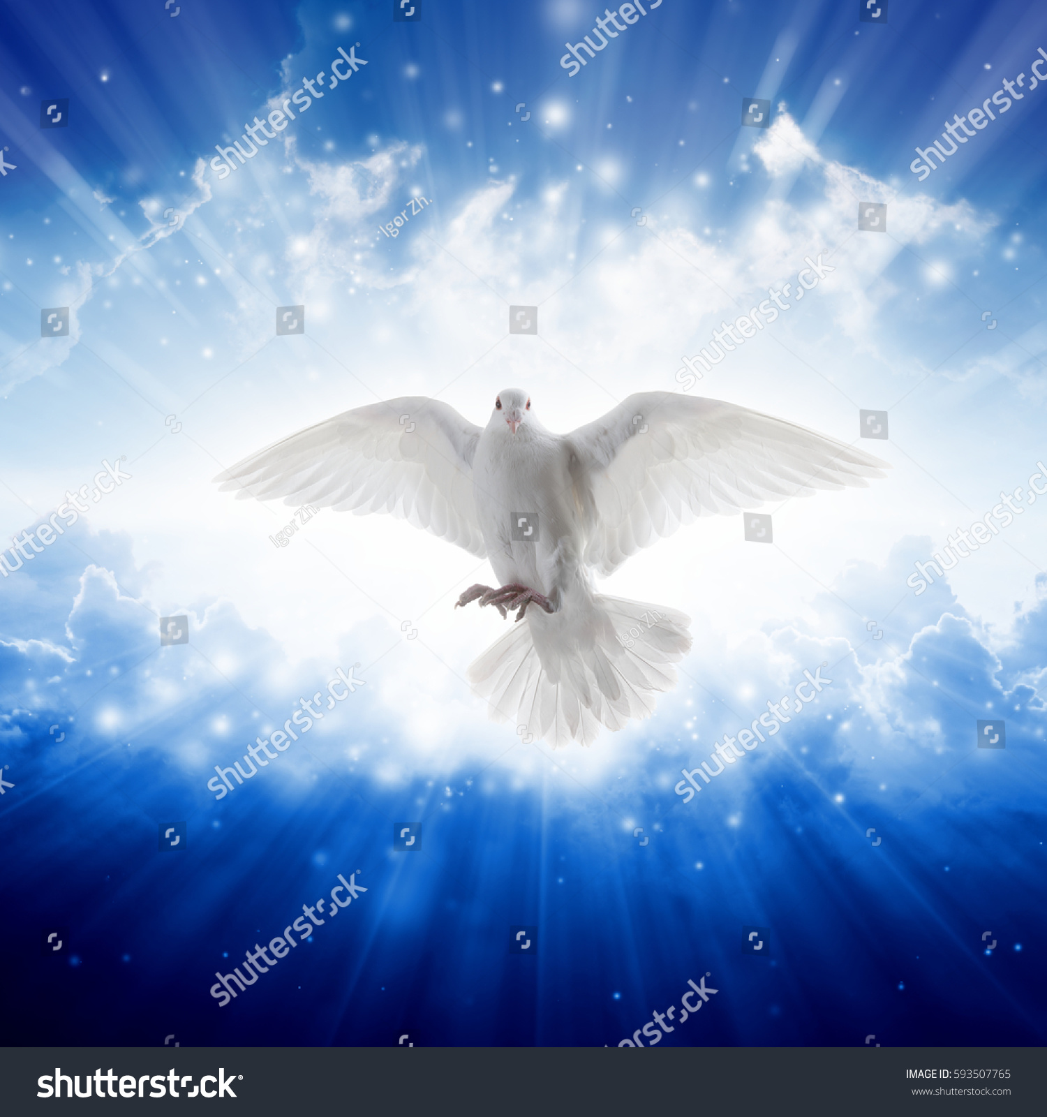 Holy Spirit Bird Flies Skies Bright Nature Stock Image 593507765