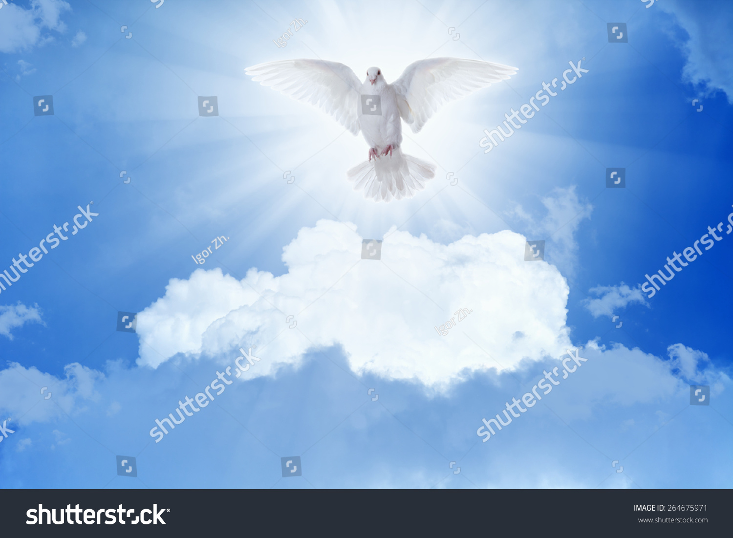 Holy Spirit Bird - White Dove Flies In Blue Sky, Bright Light Shines ...