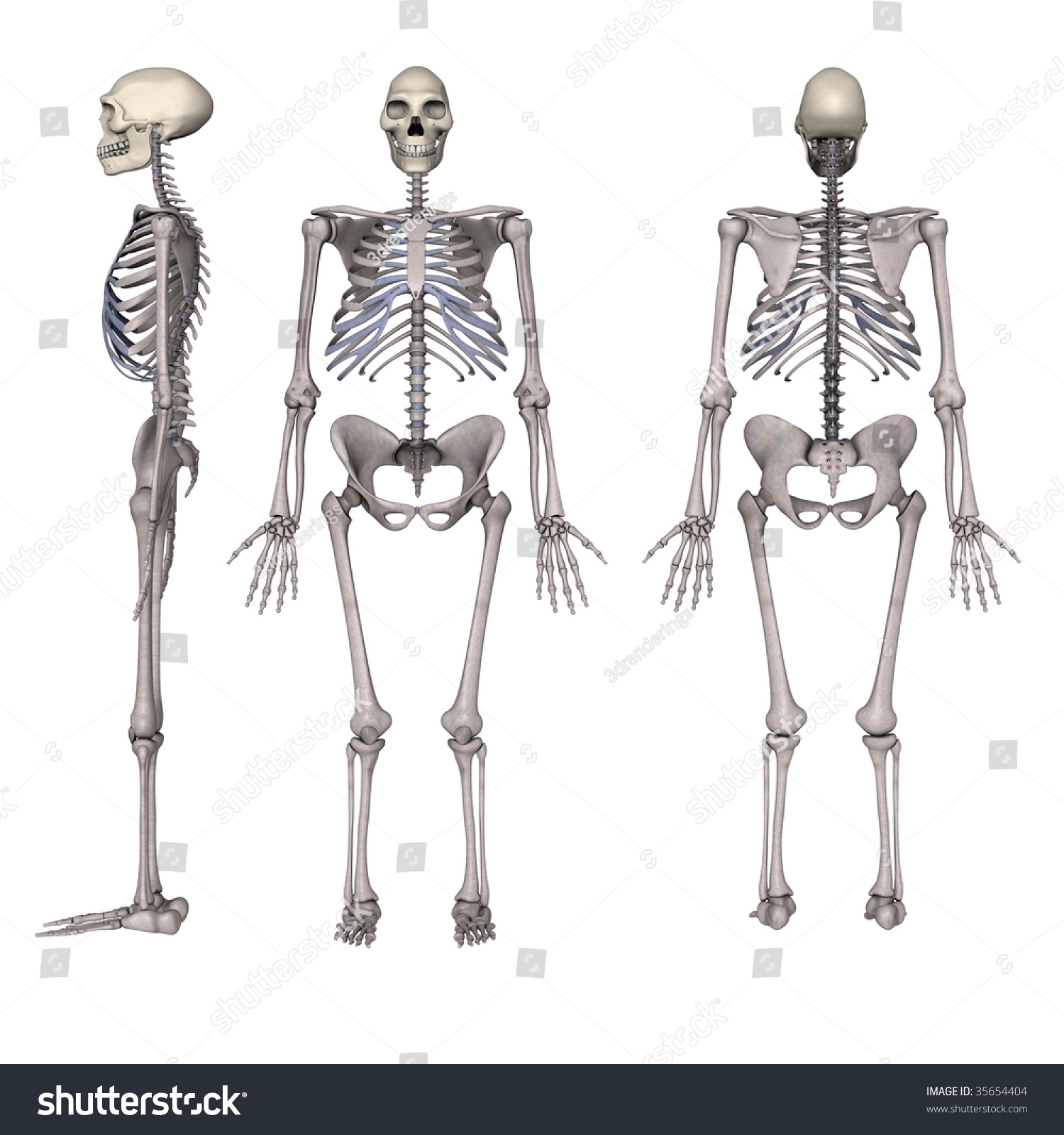 Homo Erectus Stock Photo 35654404 - Shutterstock