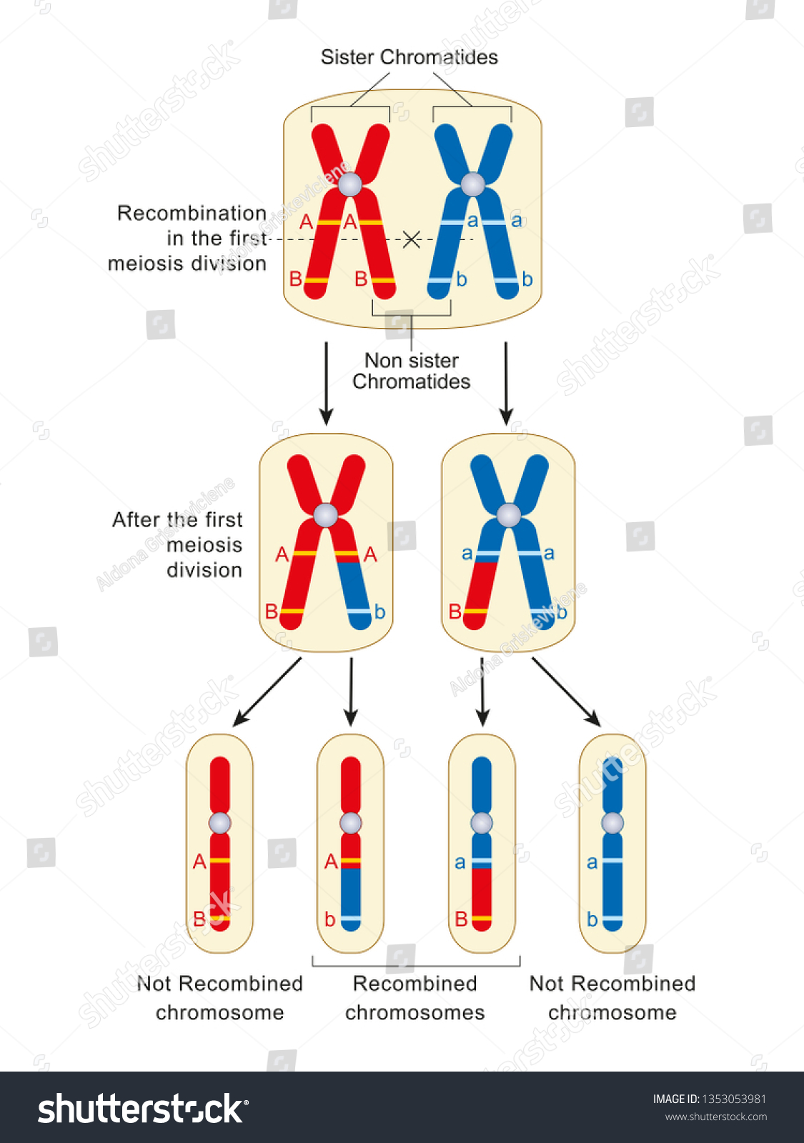 Homologous Pair Of Chromosomes Chapter 13 Meiosis And Sexual Life Cycles Overview The