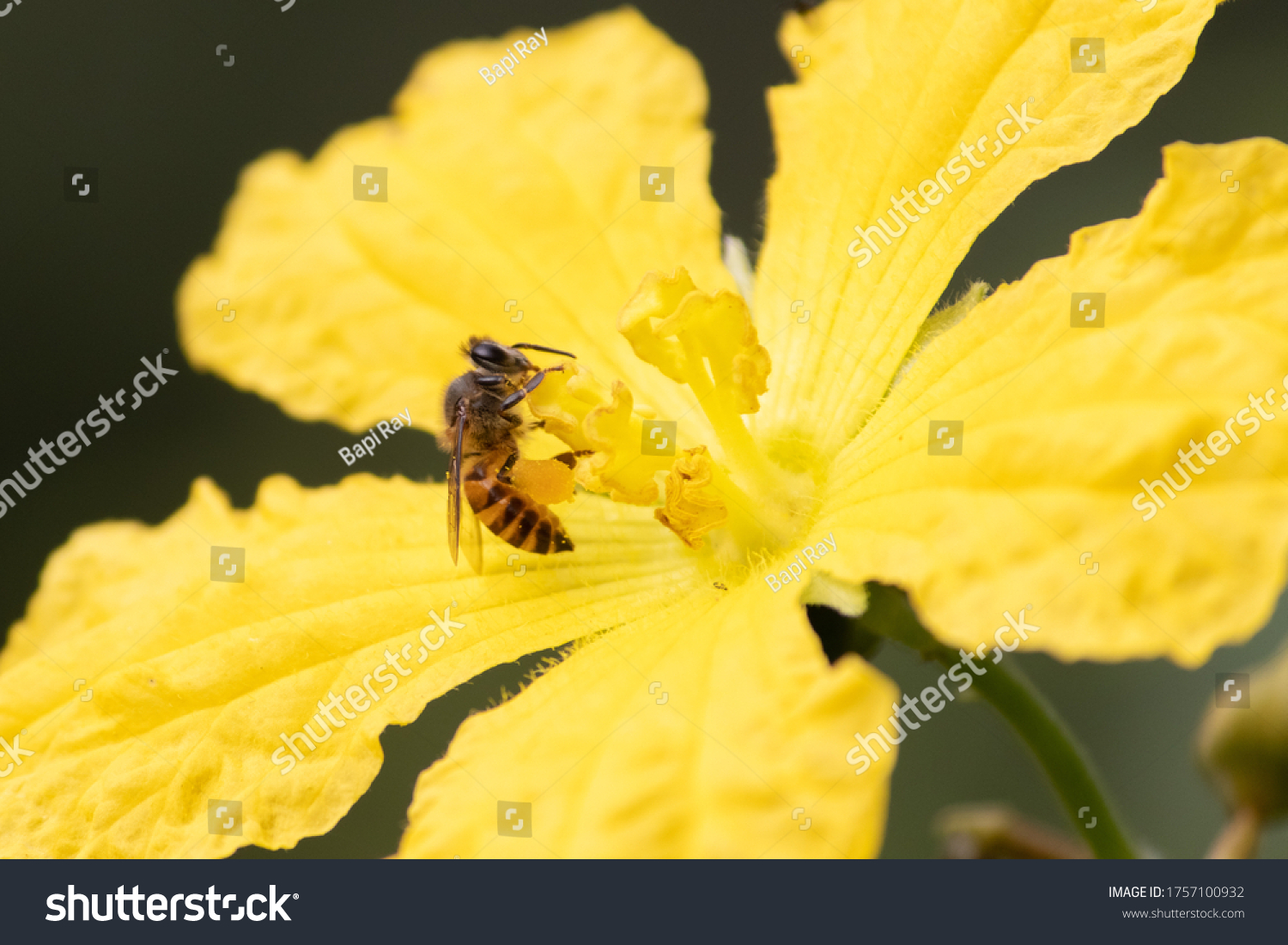 Apis Cerana Indica Honey Bee Stock Photo 1628120368 | Shutterstock