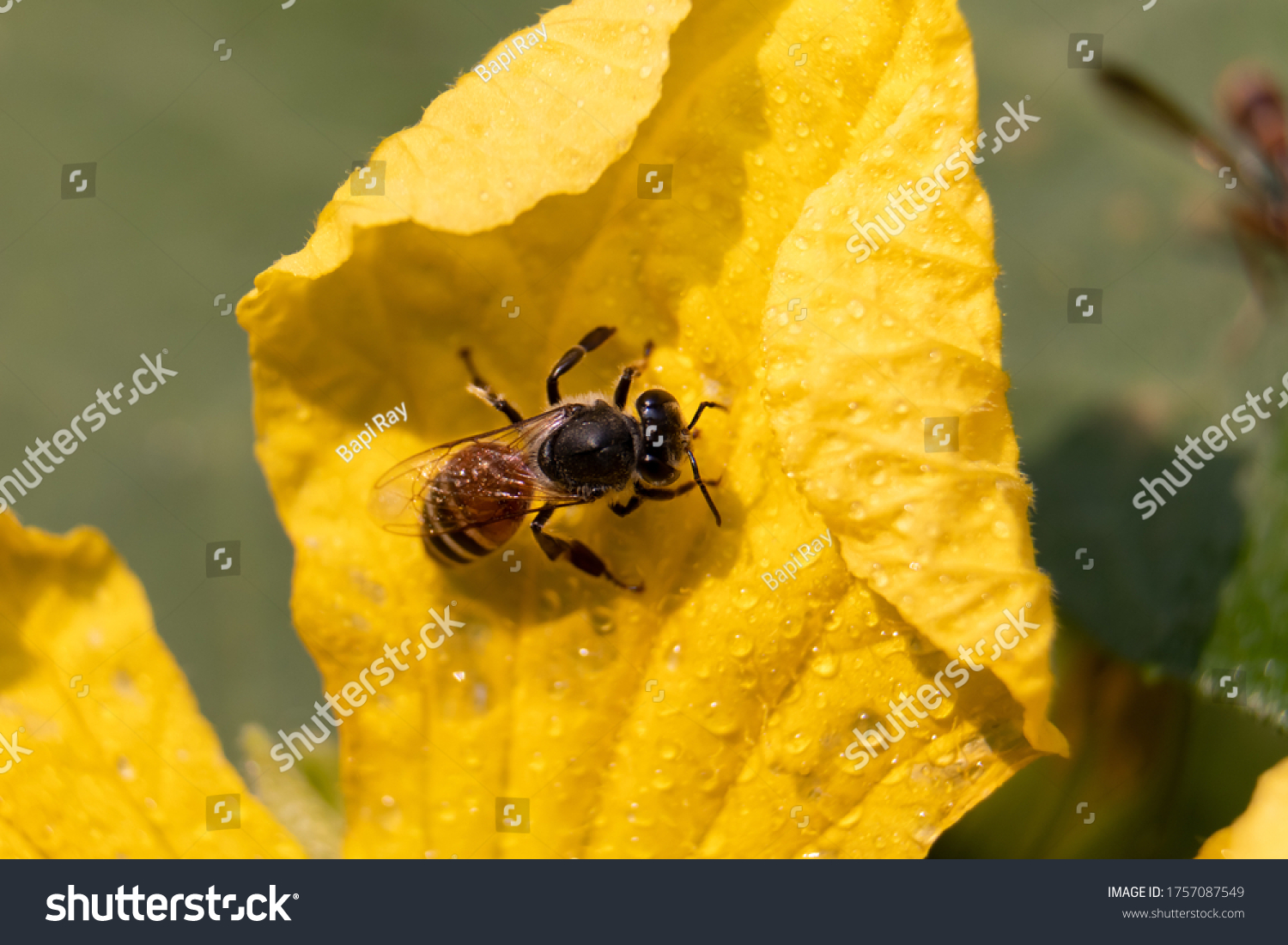 Apis Cerana Indica Honey Bee Stock Photo 1628120368 | Shutterstock