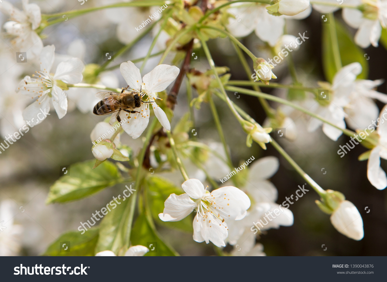 Honeybee Pollination Cherry Blossom Bees Stock Photo 1390043876 