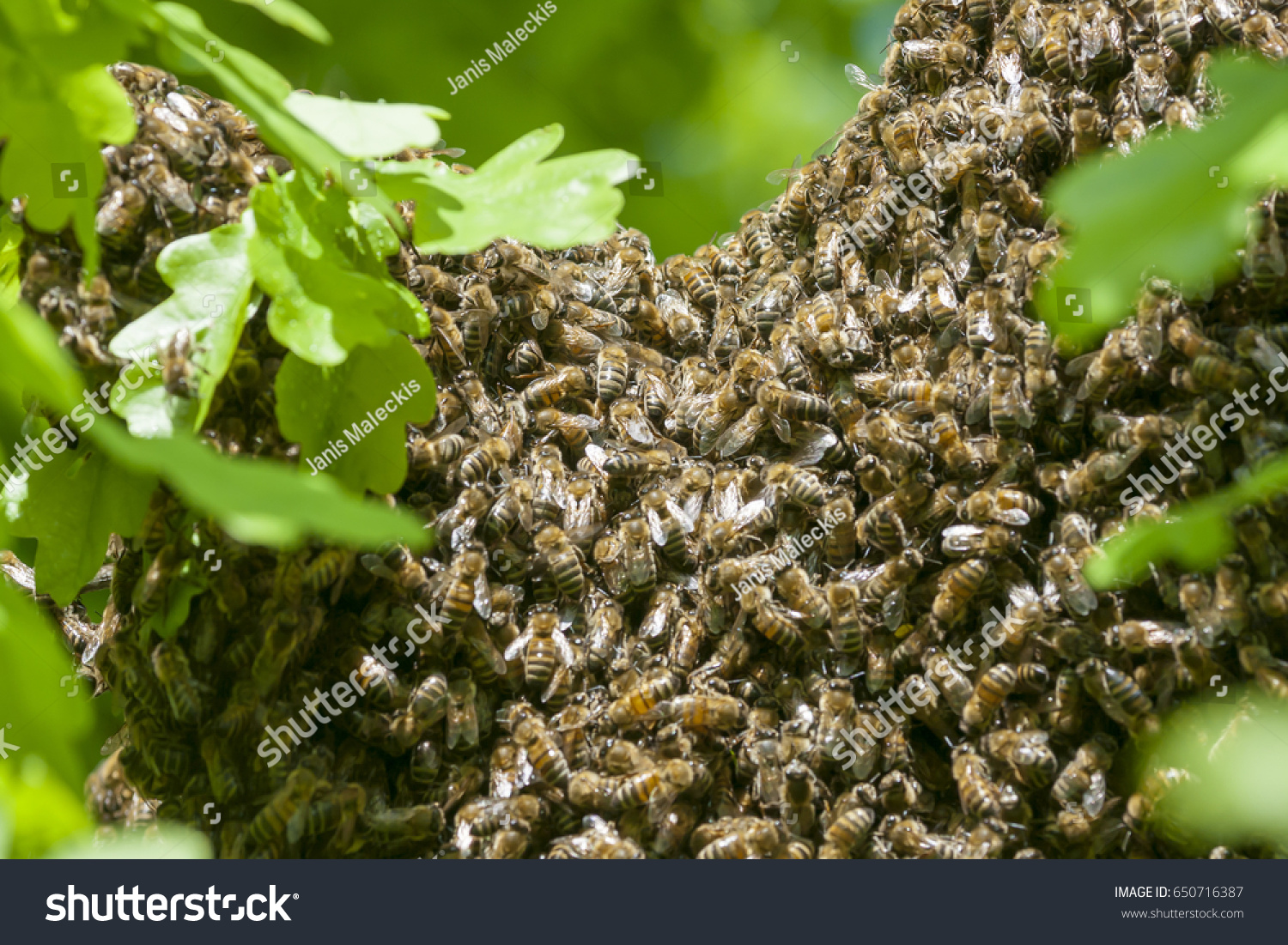 Honeybee Swarm Hanging On Oak Tree Stock Photo 650716387 | Shutterstock