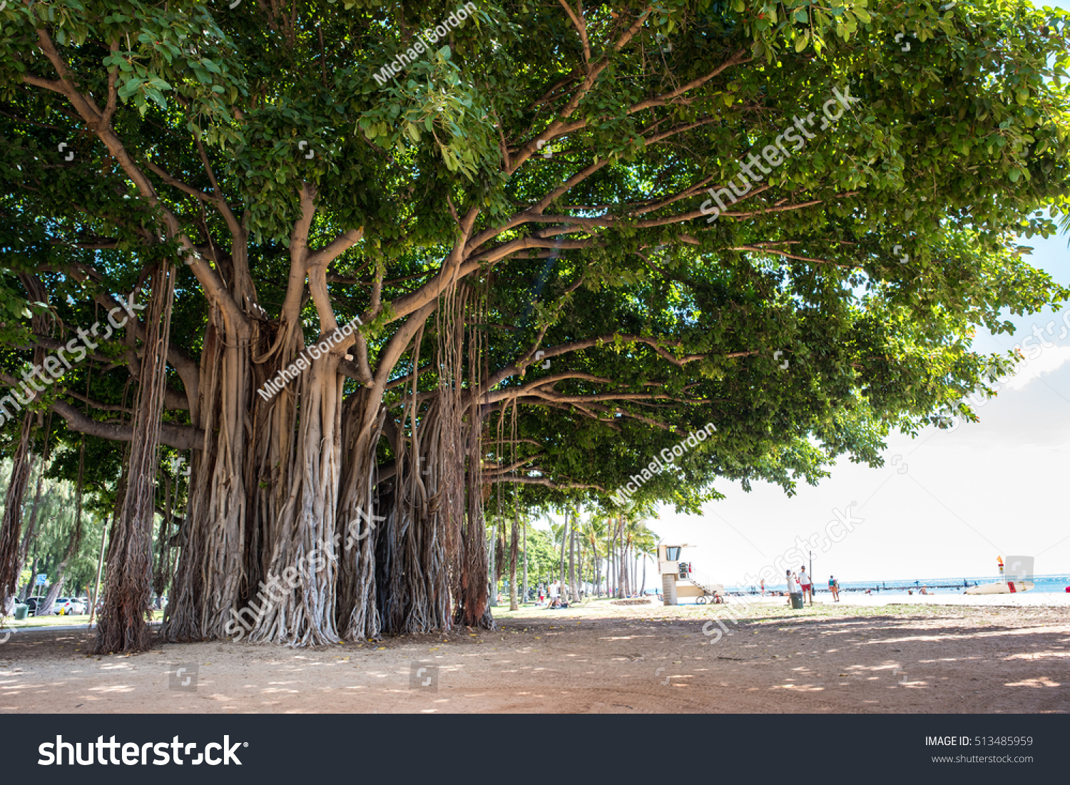 Honolulu Hi September 27 2016 Banyan Stock Photo 513485959 - Shutterstock