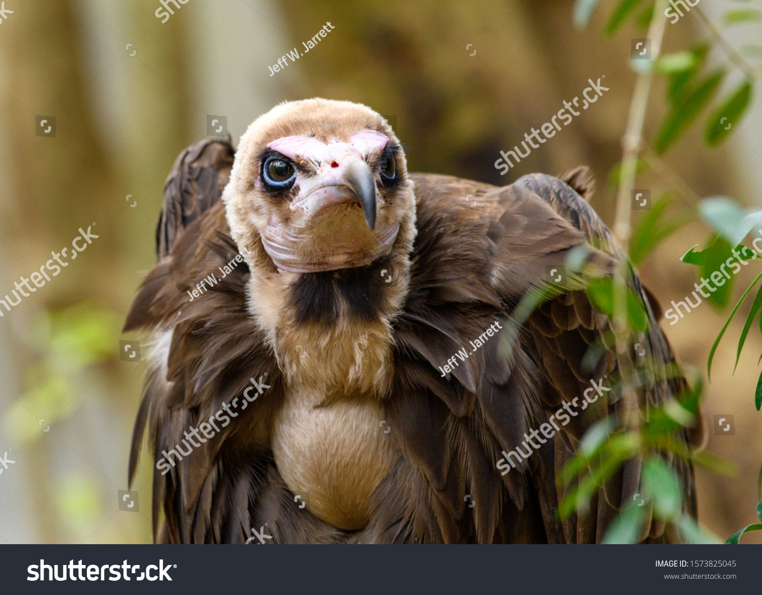 1,490 Hooded vulture Images, Stock Photos & Vectors | Shutterstock