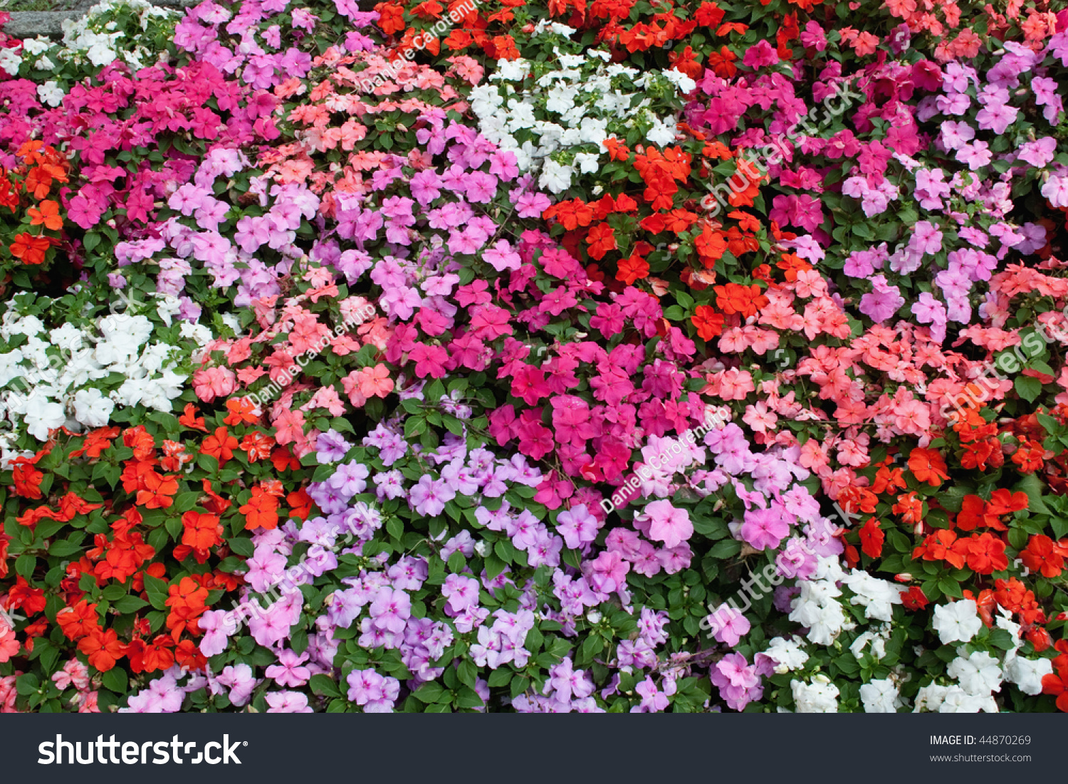 Horizontal Bed Of Flowers Stock Photo 44870269 : Shutterstock