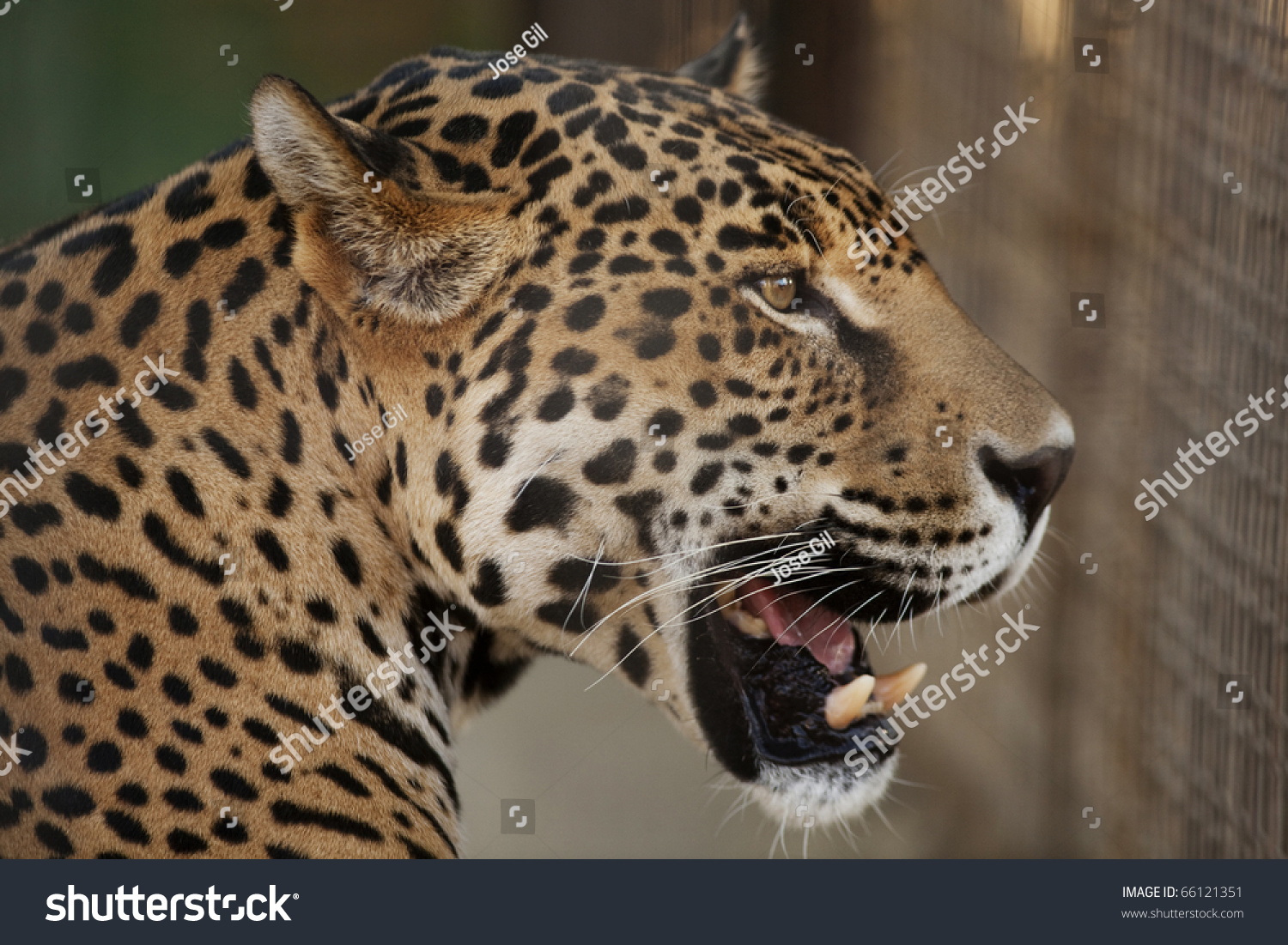 Horizontal Image Jaguar Mouth Open Stock Photo 66121351 - Shutterstock