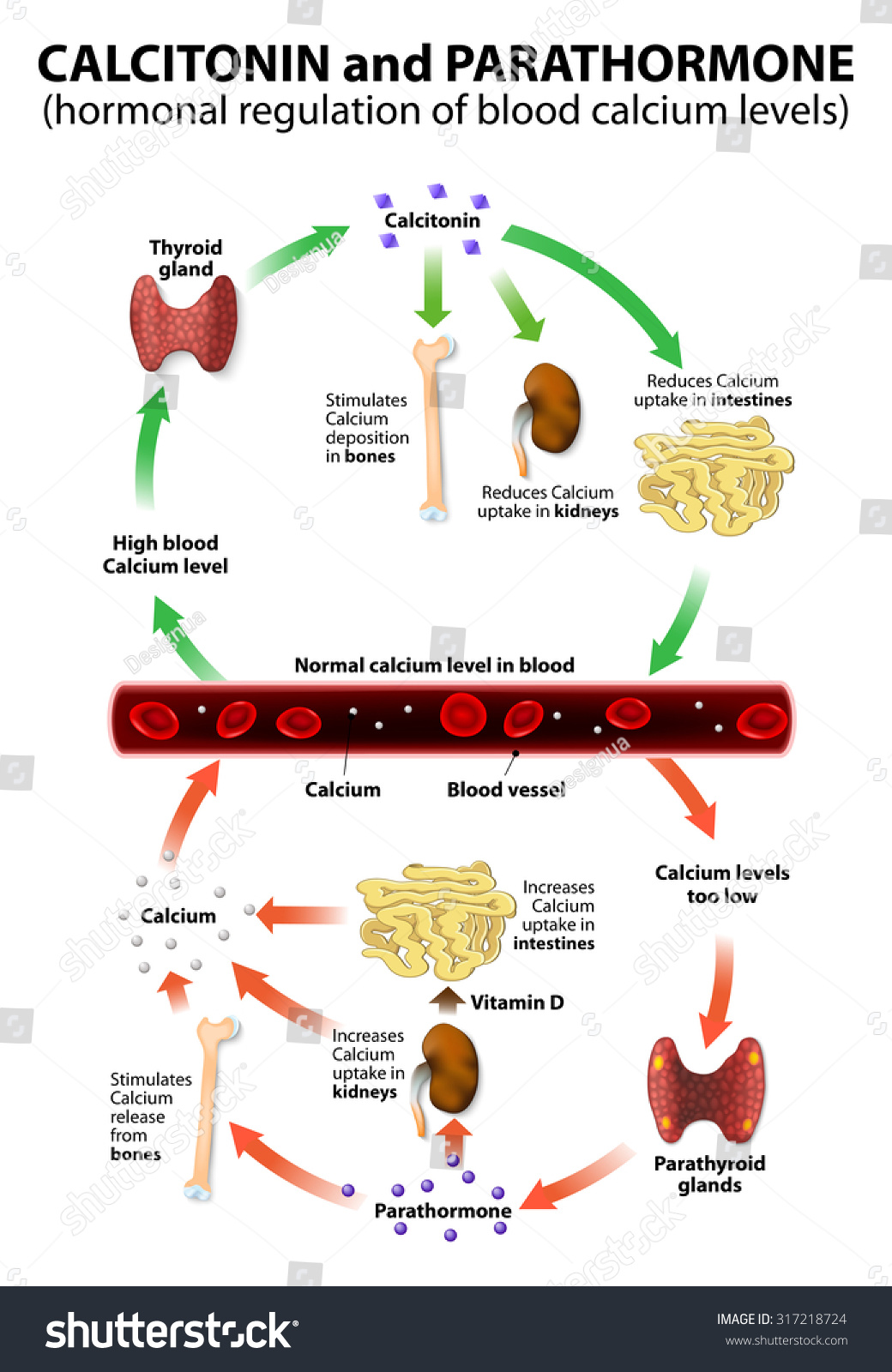 Hormonal Regulation Blood Calcium Levels Stock Illustration 317218724