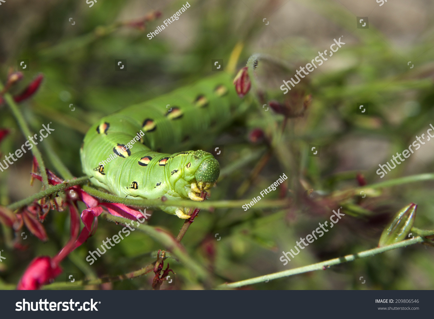 Hornworm. Manduca Sexta Is A Moth Of The Family Sphingidae Present ...