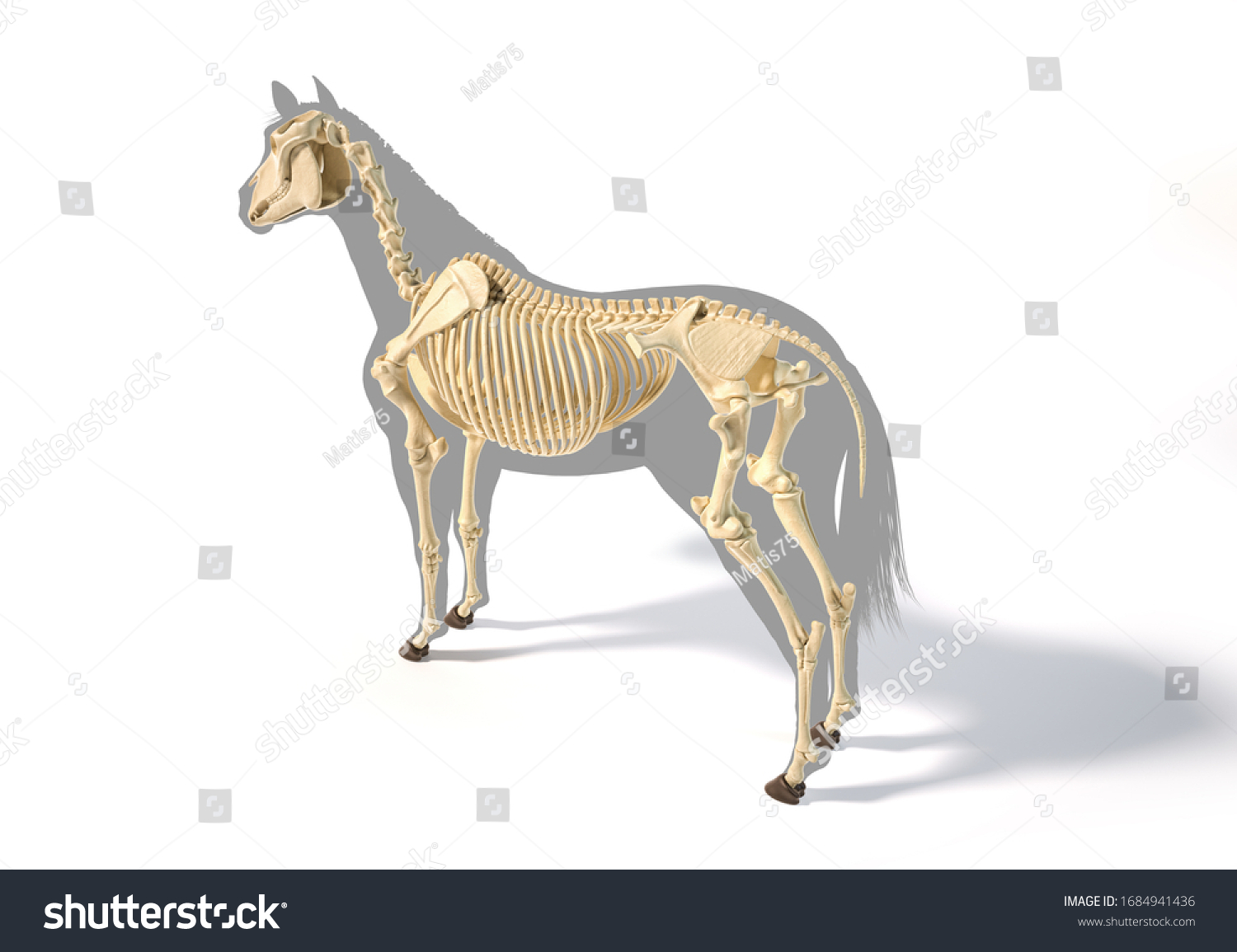 Horse Anatomyskeletal System Over Grey Silhouette Stock Illustration 