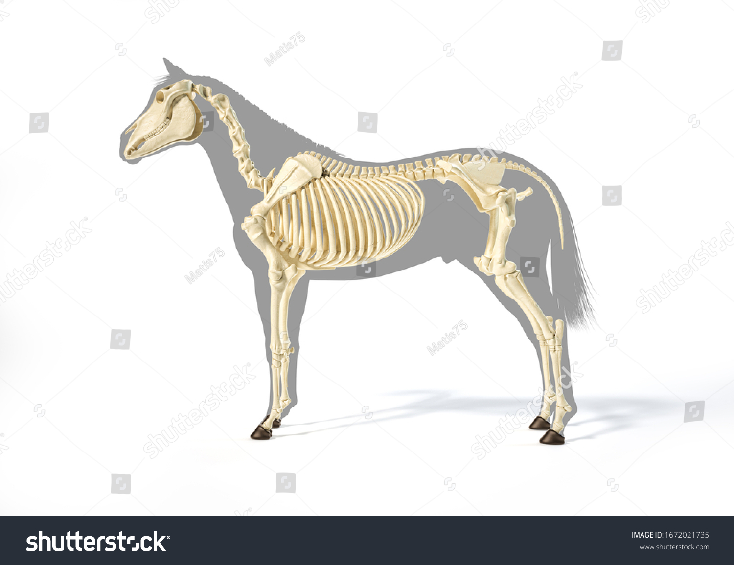 Horse Anatomy Skeletal System Over Grey Stock Illustration 1672021735