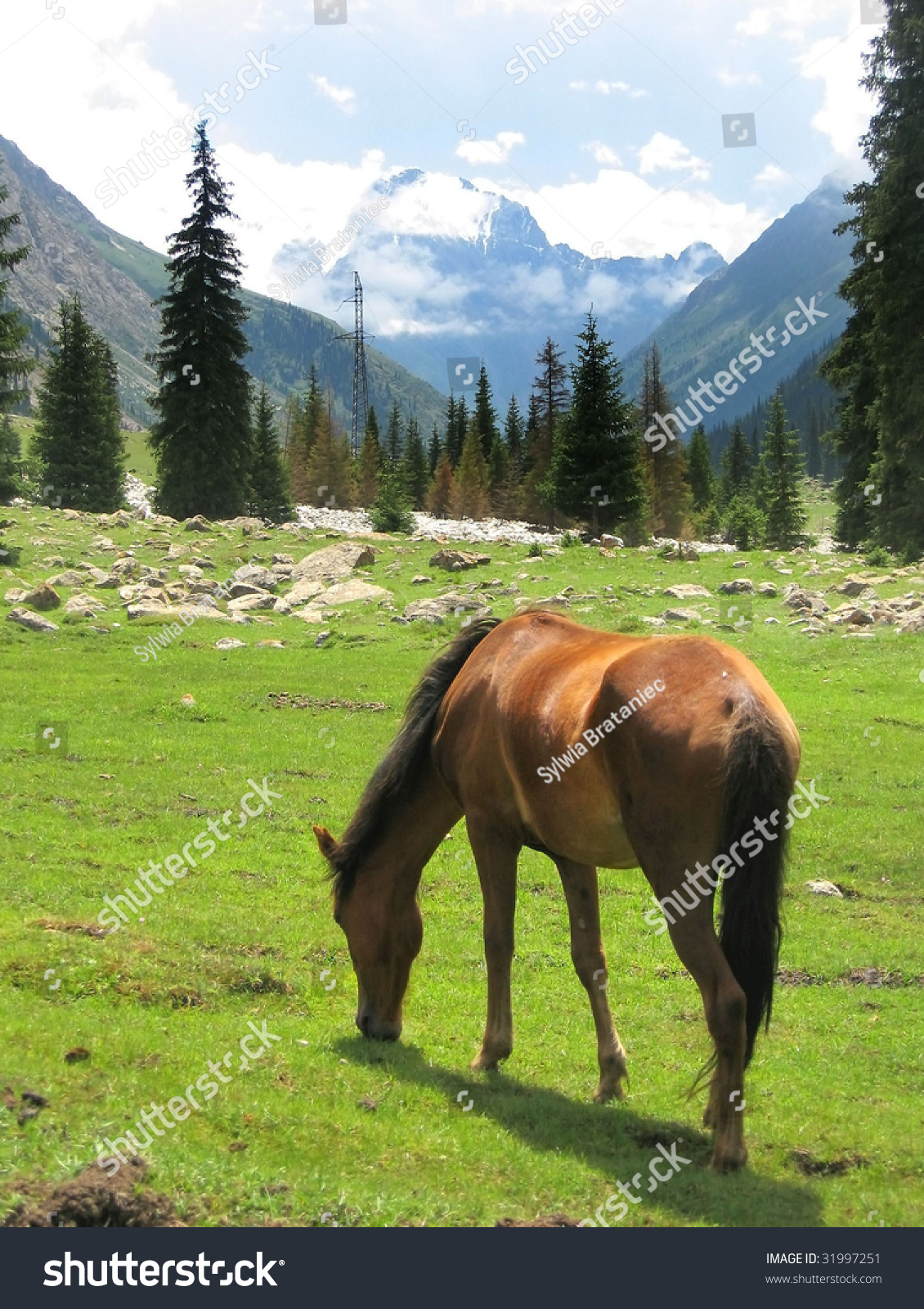 Horse And Mountain Scenery Stock Photo 31997251 : Shutterstock