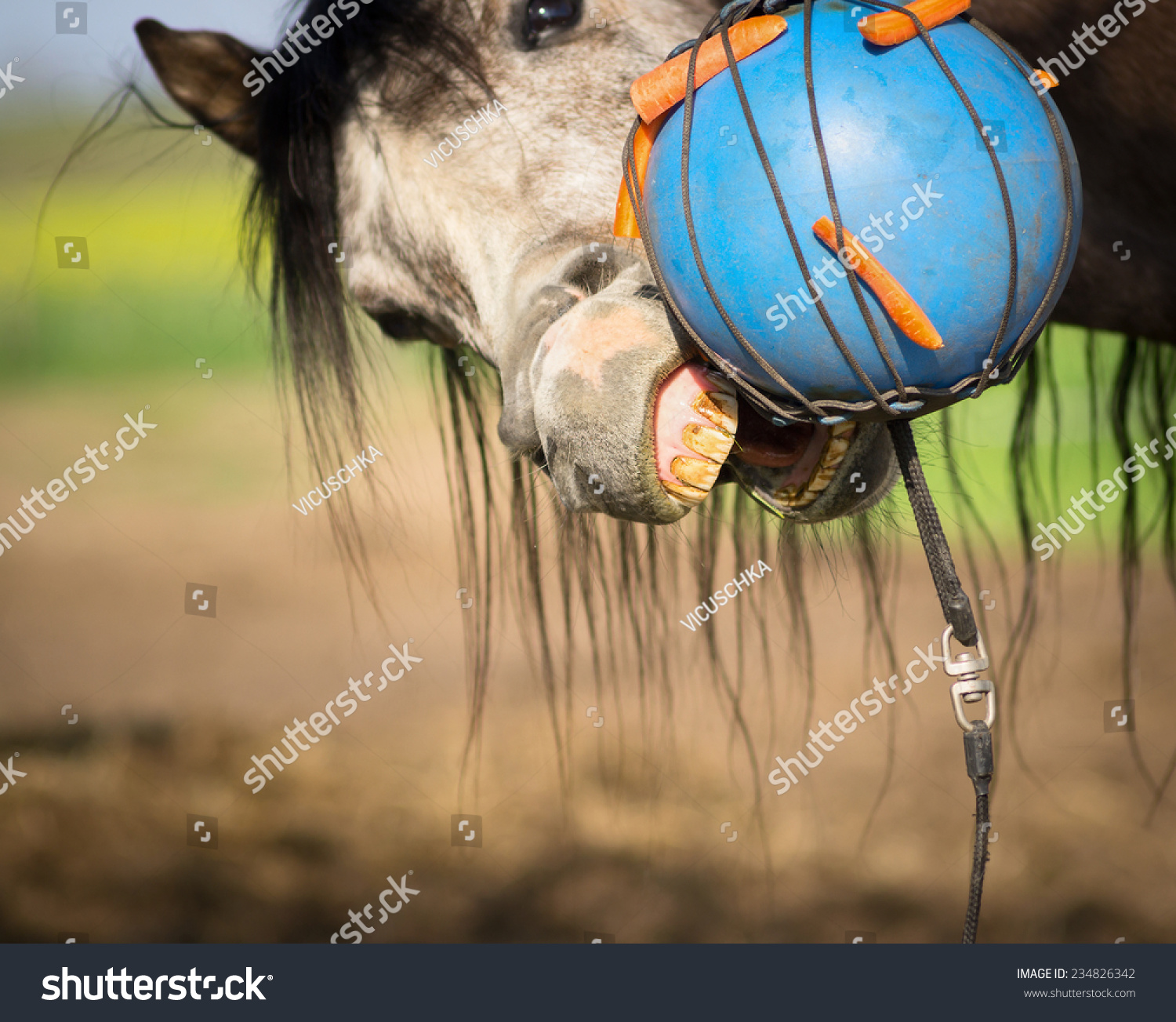 horse carrot ball