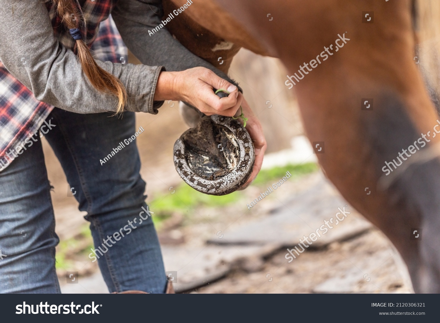 890 Frog horse Stock Photos, Images & Photography | Shutterstock