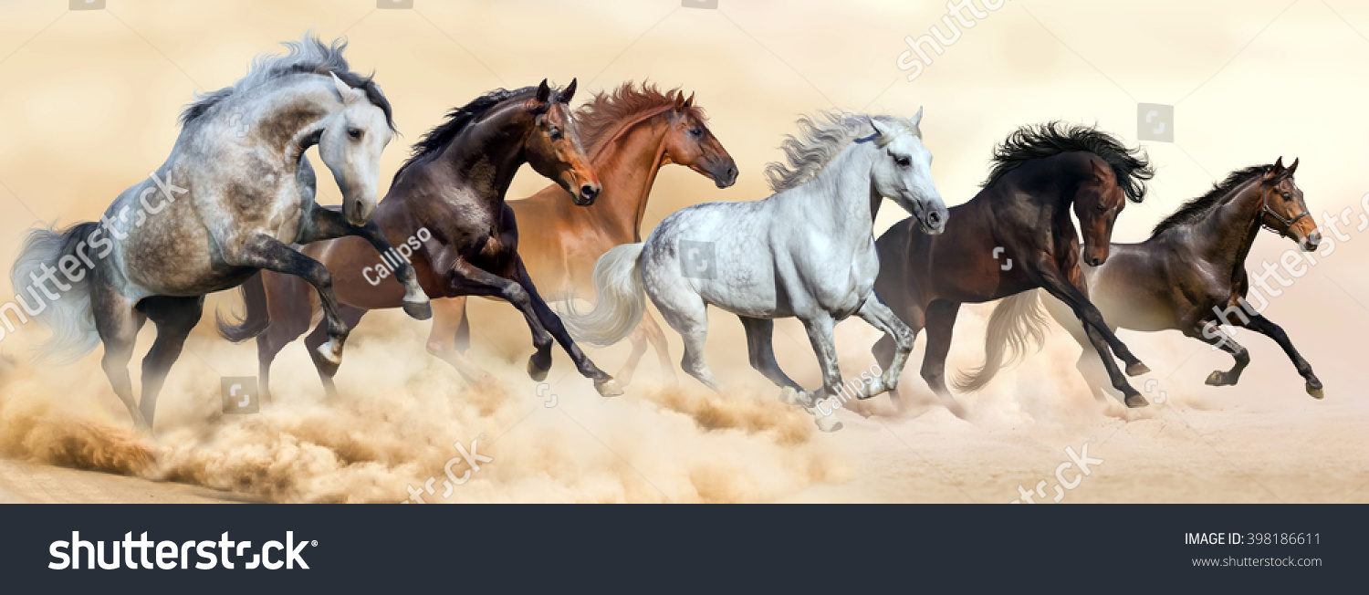 Horse Herd Run In Clouds Of Dust Stock Photo 398186611 : Shutterstock