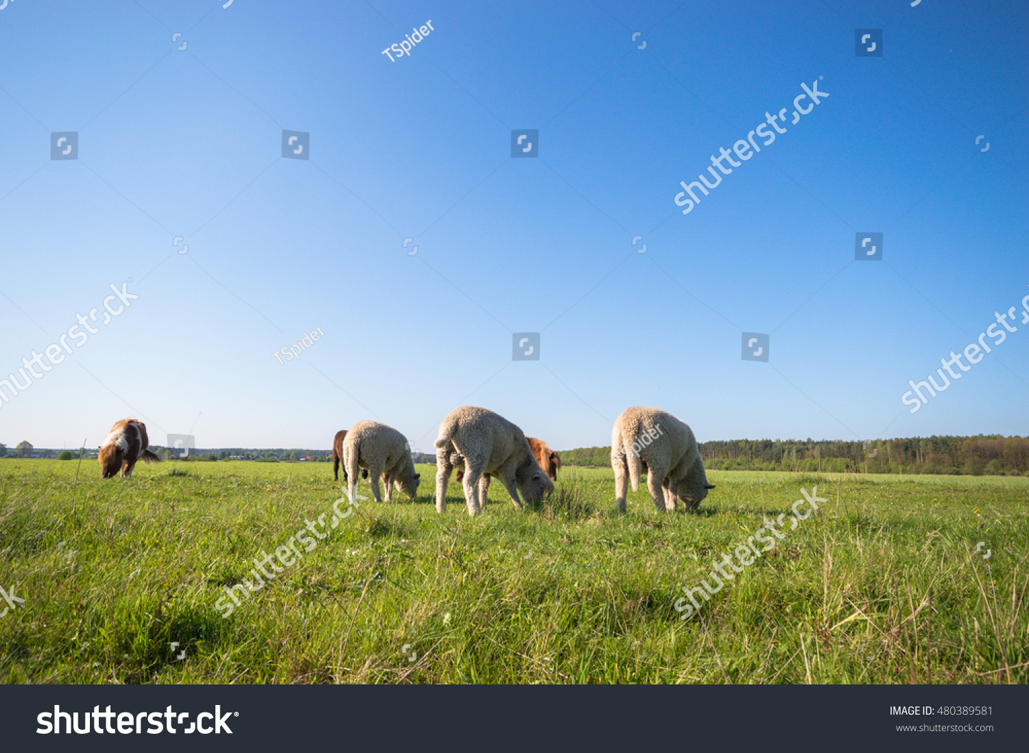 Horse In A Field, Farm Animals, Nature Series Stock Photo 480389581 ...