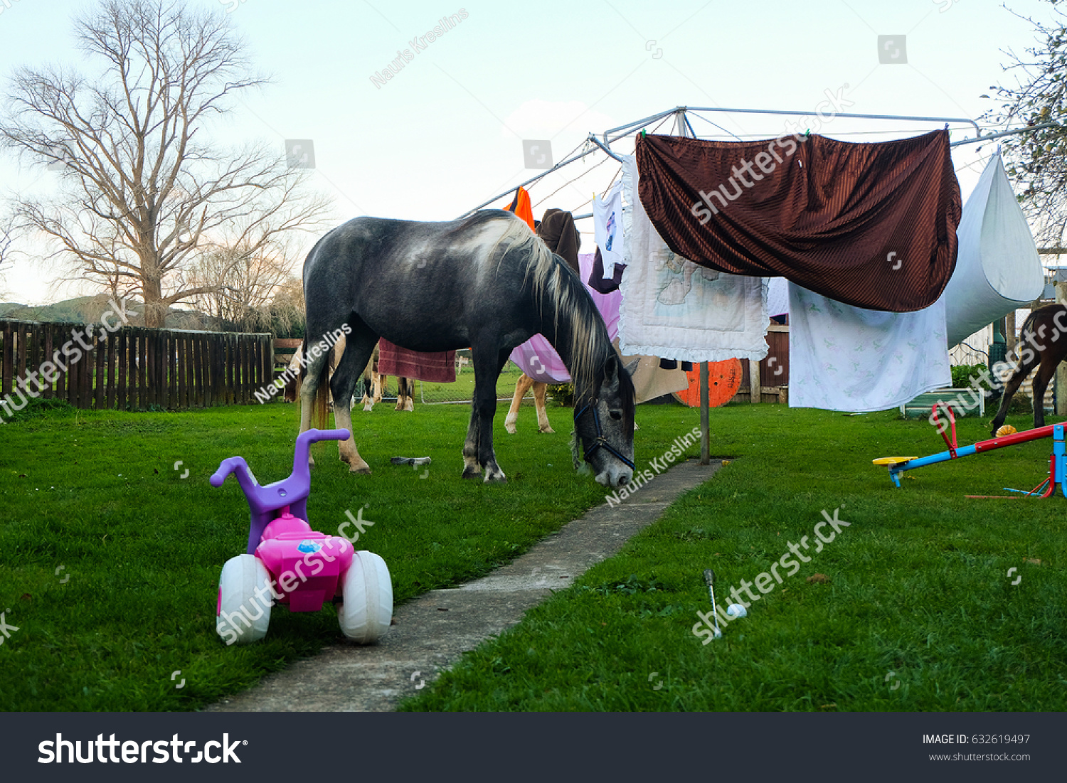 Horse Backyard Stock Photo Edit Now 632619497