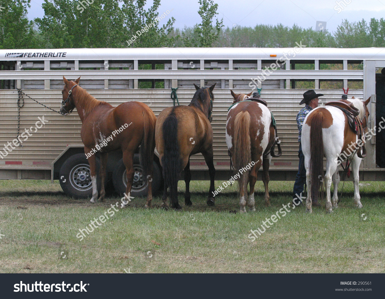 Horses And Trailer Stock Photo 290561 Shutterstock